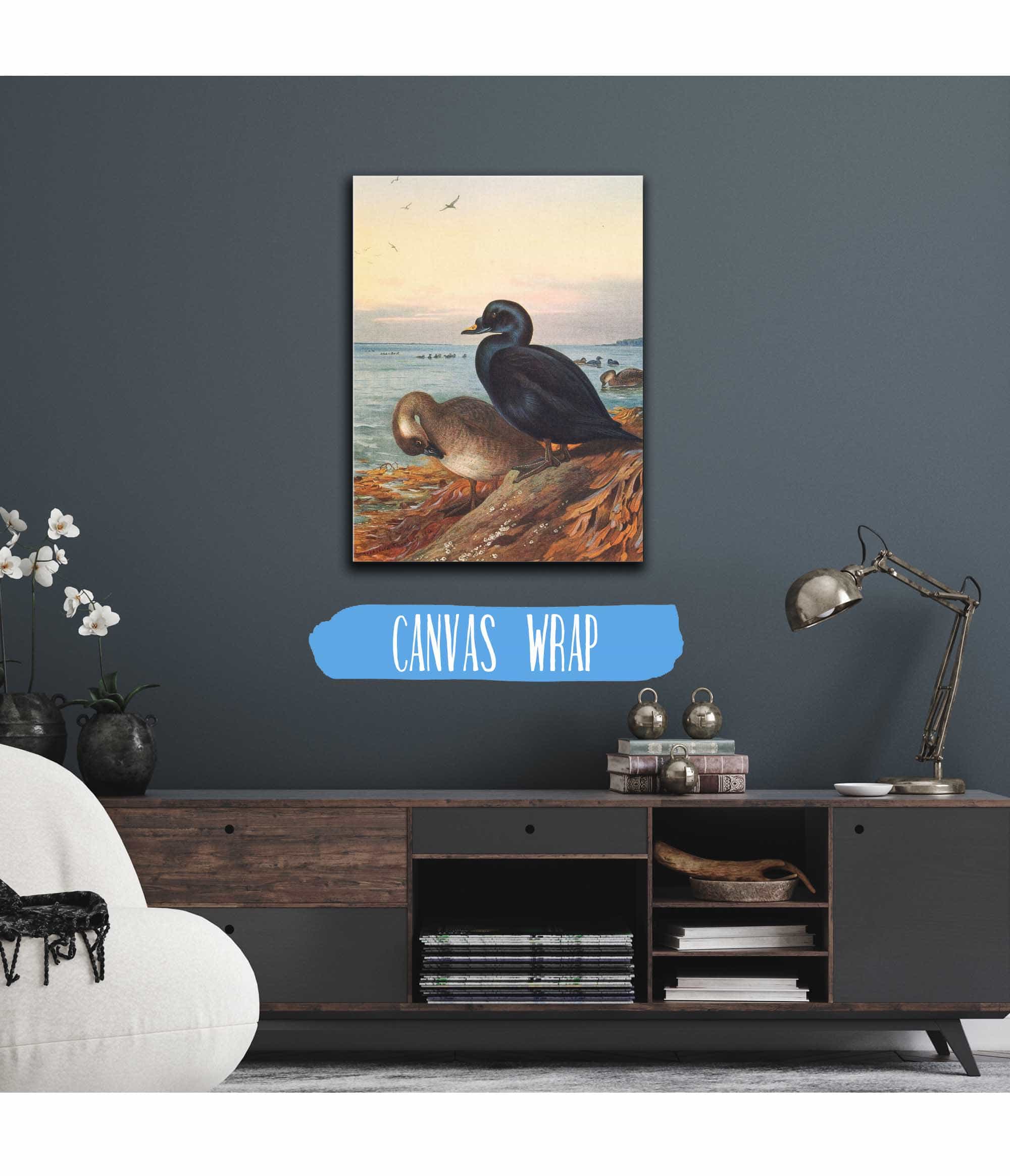 Common Scoter by Archibald Thorburn