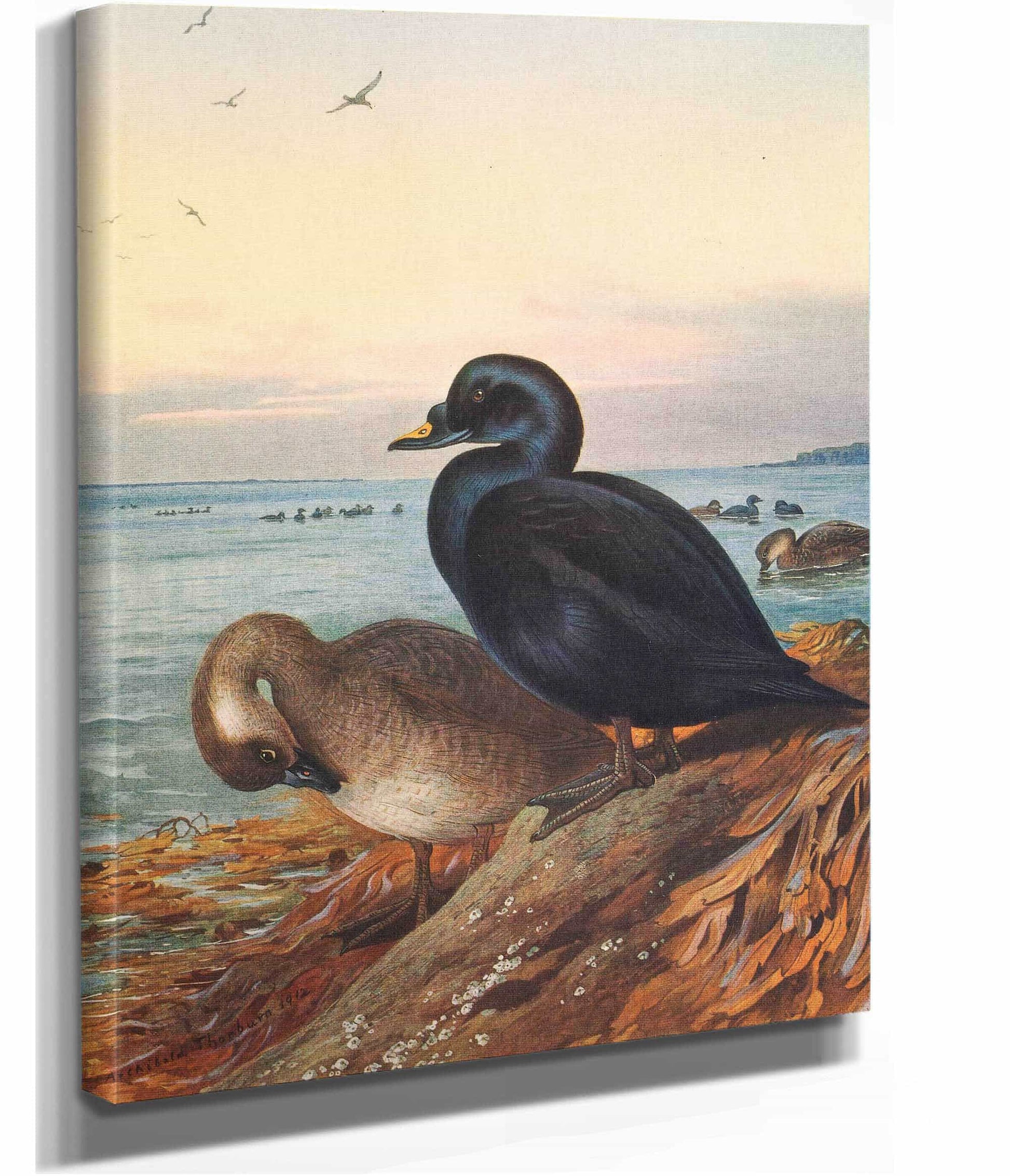Common Scoter by Archibald Thorburn