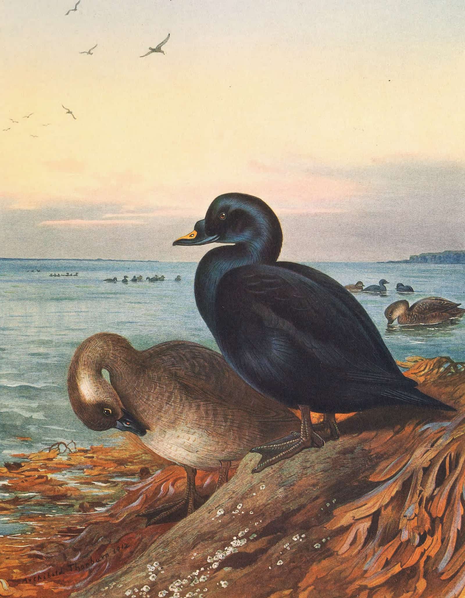 Common Scoter by Archibald Thorburn