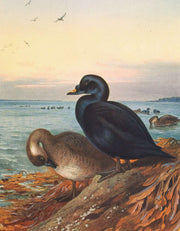 Common Scoter by Archibald Thorburn