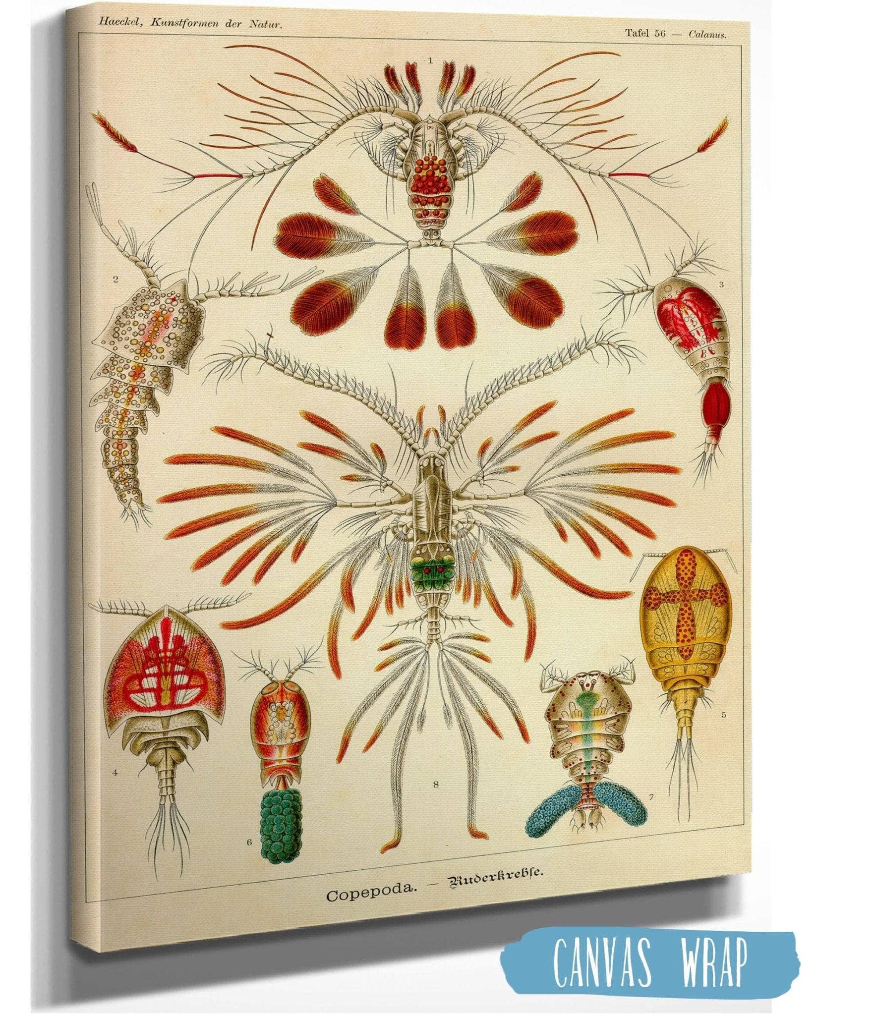 Copopod Crustaceans. (Copepoda. - Ruderkrebse)