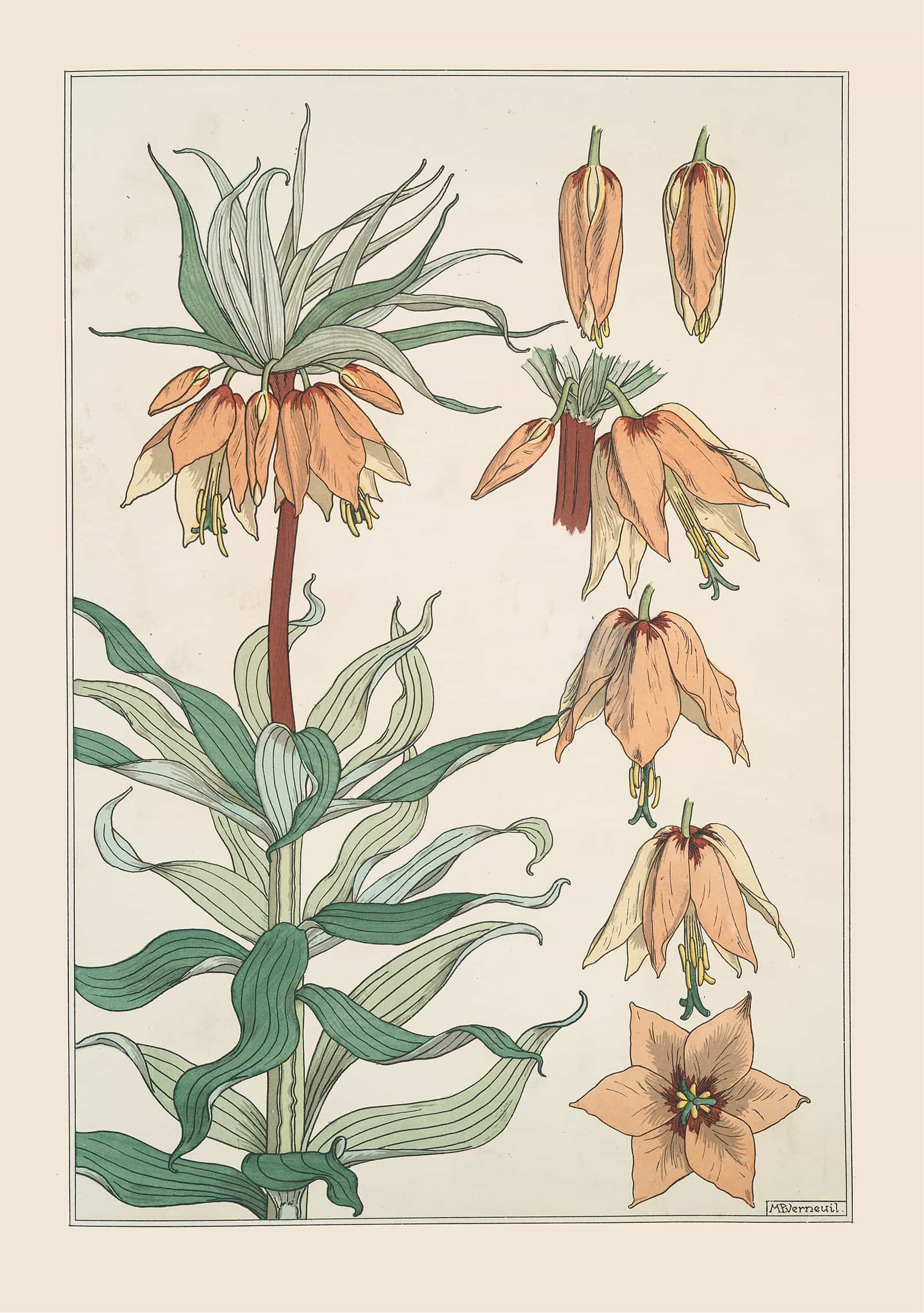 Couronne Imperiale by Maurice Pillard Verneuil