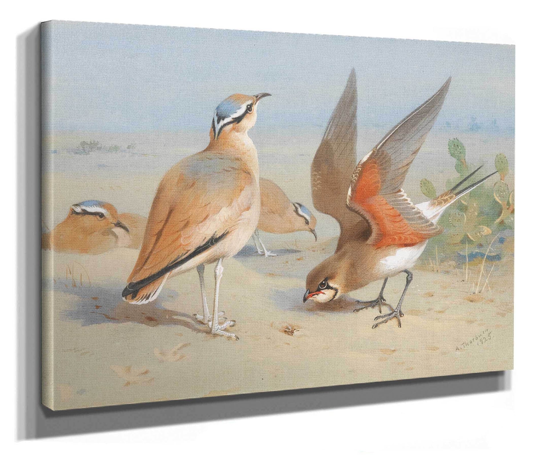 Cream Coloured Courser And Pratincole by Archibald Thorburn