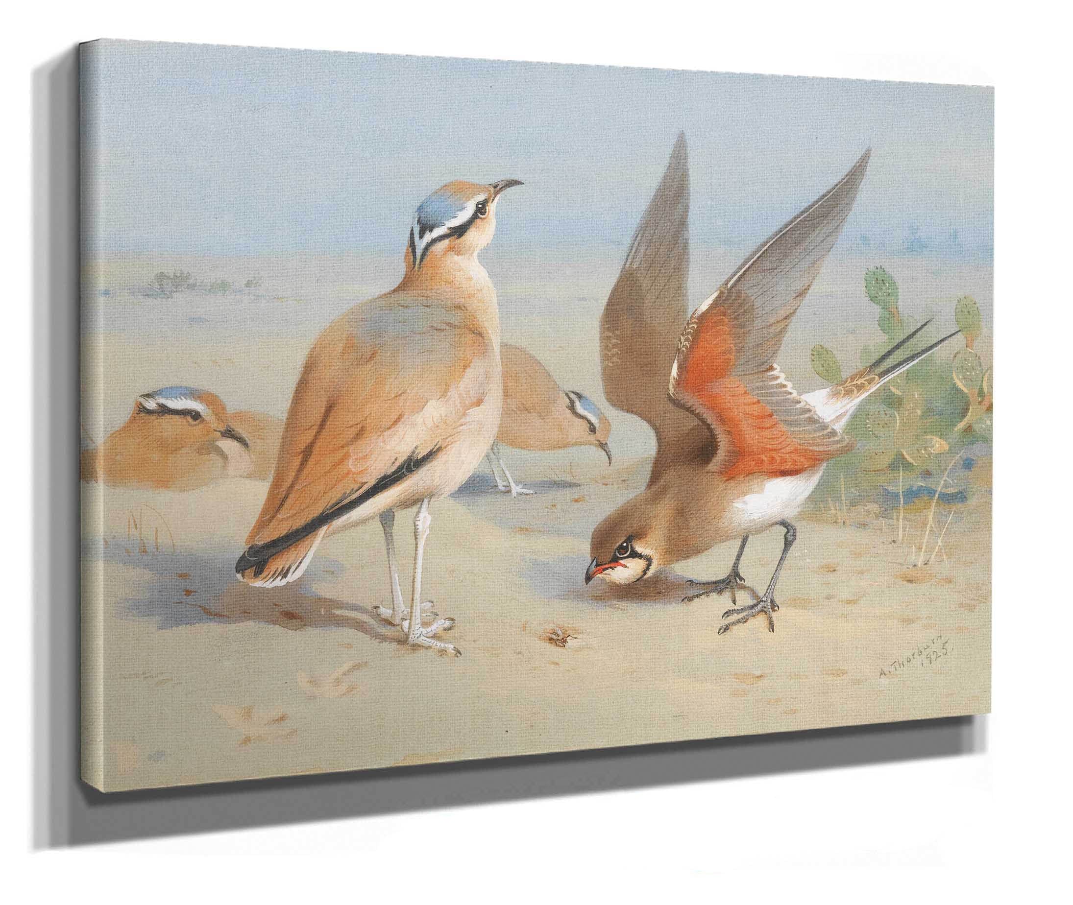 Cream Coloured Courser And Pratincole by Archibald Thorburn