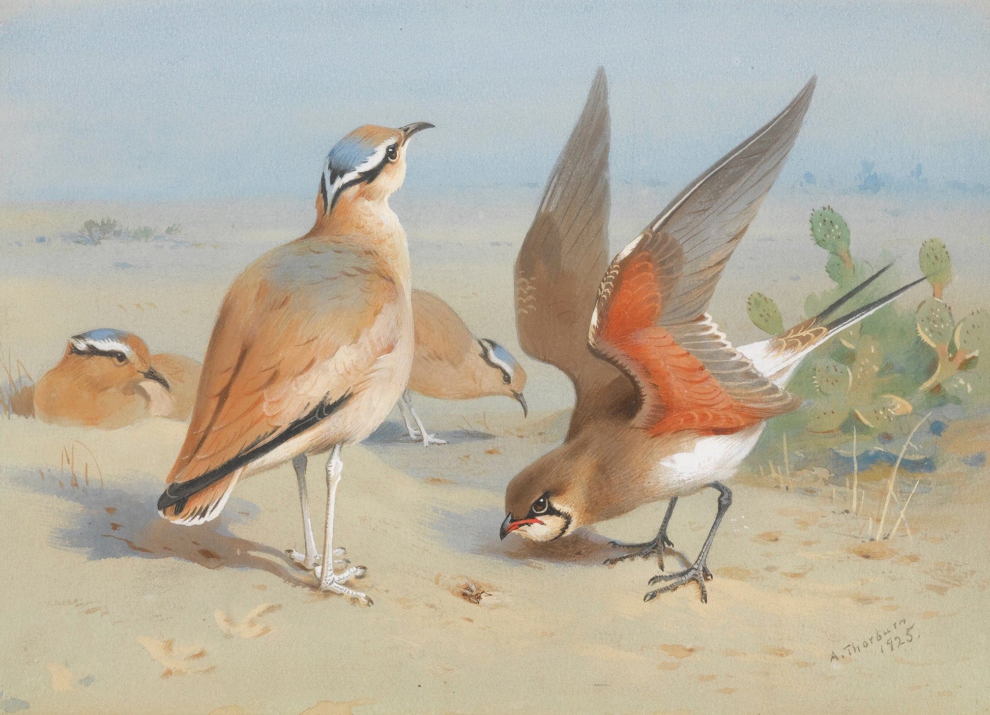 Cream Coloured Courser And Pratincole by Archibald Thorburn