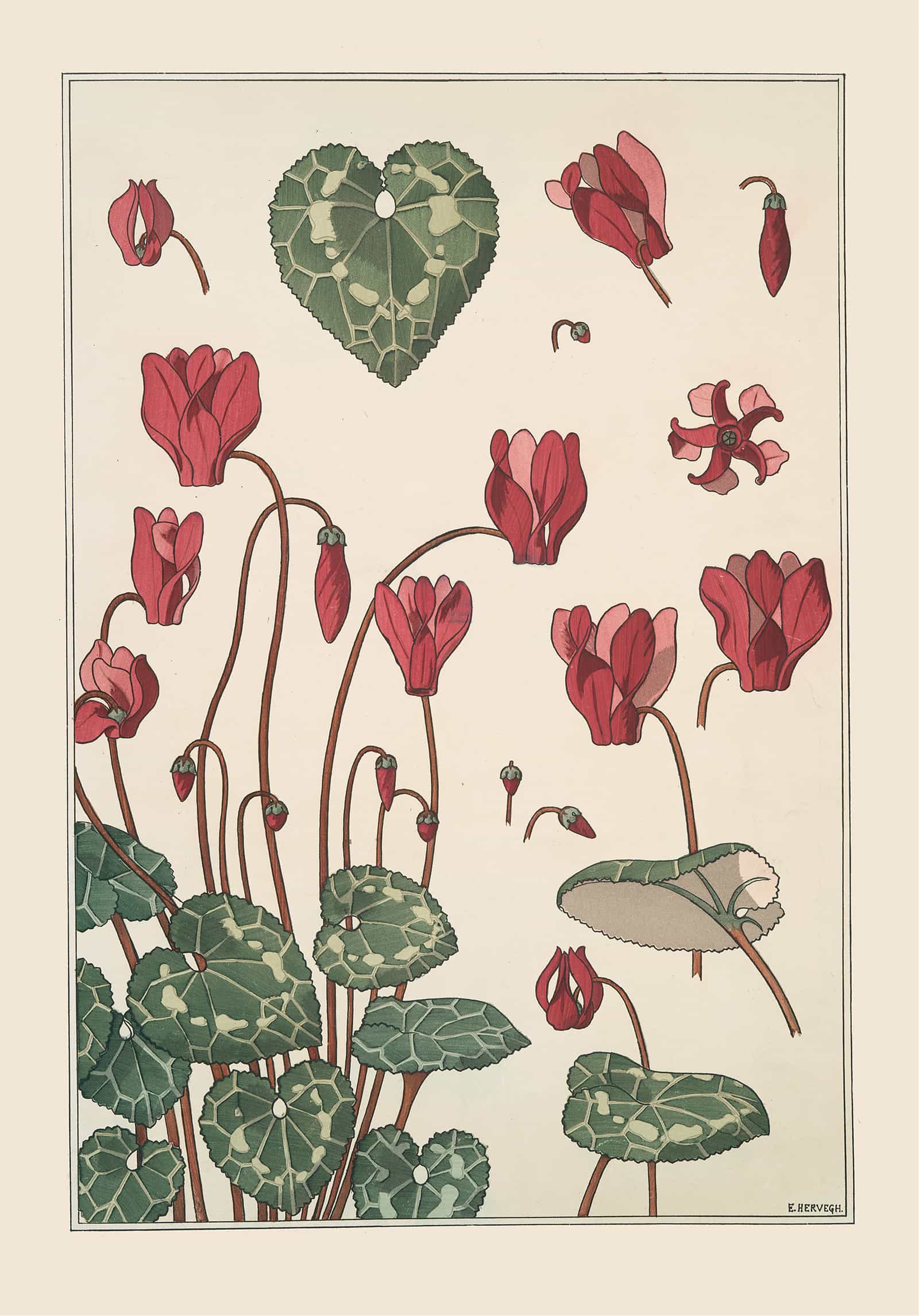 Cyclamen by Maurice Pillard Verneuil