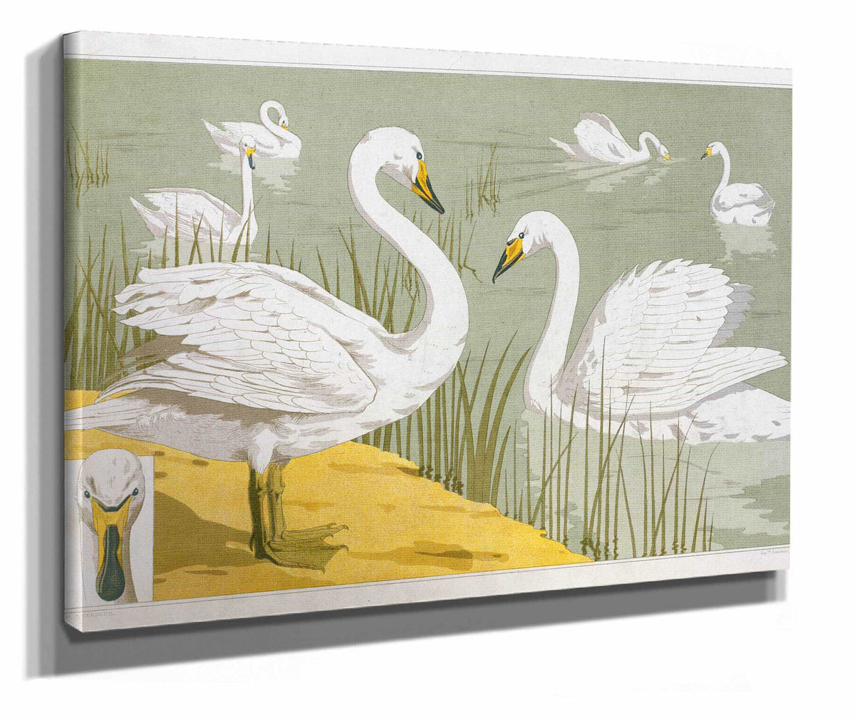 Cygne Sauvage by Maurice Pillard Verneuil