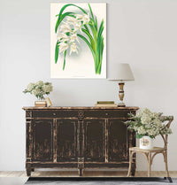 Cymbidium Mastersi by Jean Jules Linden