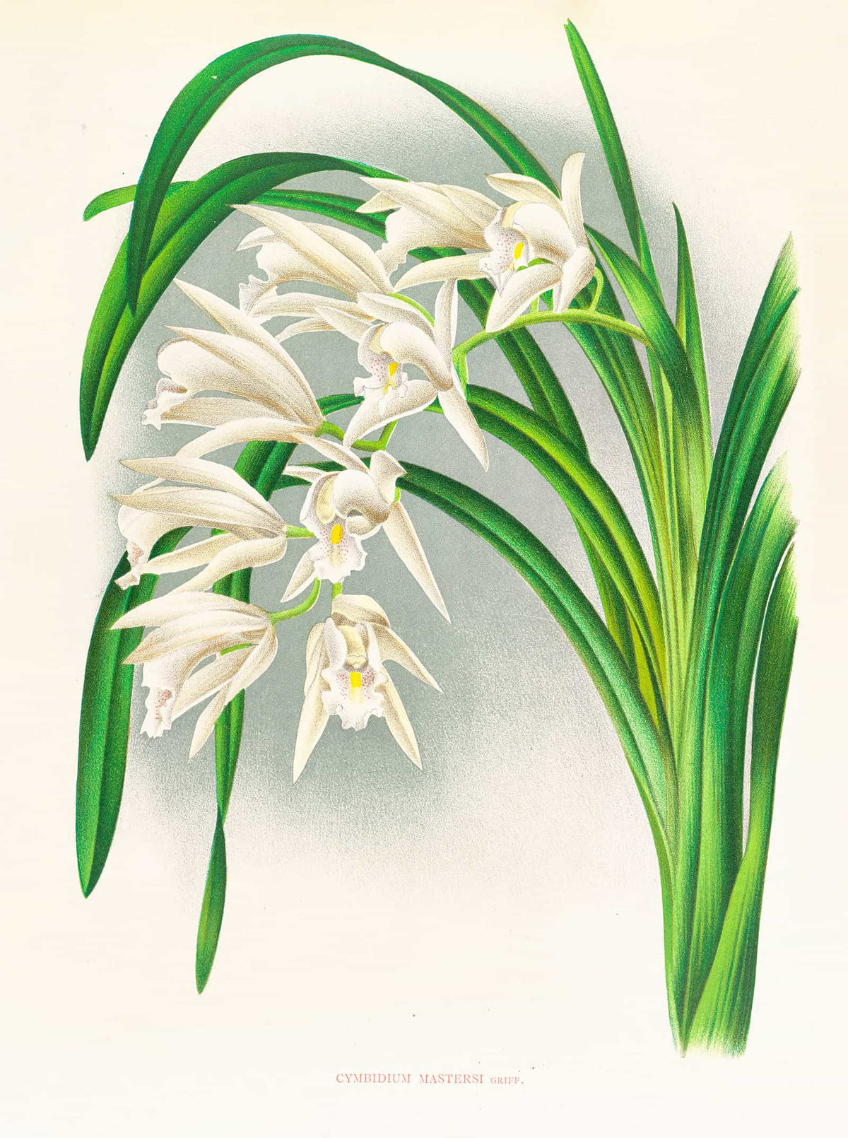 Cymbidium Mastersi by Jean Jules Linden