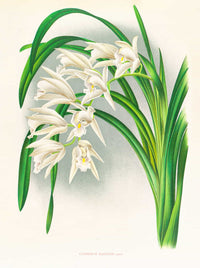 Cymbidium Mastersi by Jean Jules Linden