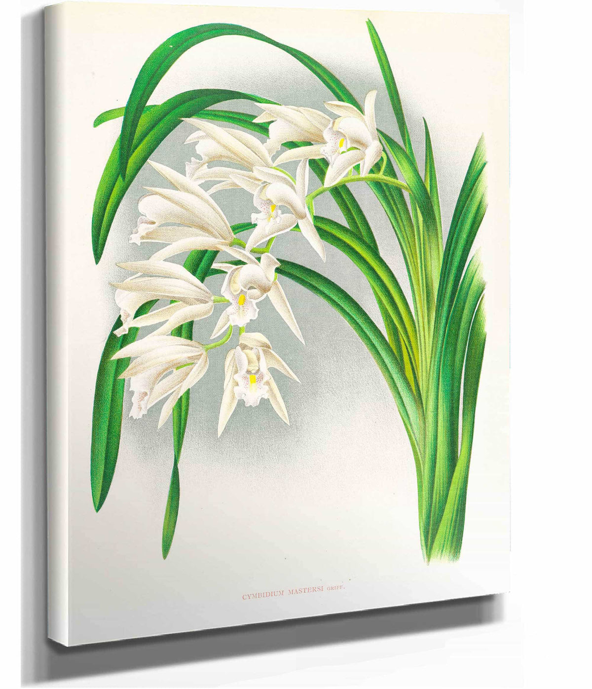 Cymbidium Mastersi by Jean Jules Linden