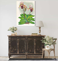 Cypripedium Barbato Veitchianum by Jean Jules Linden