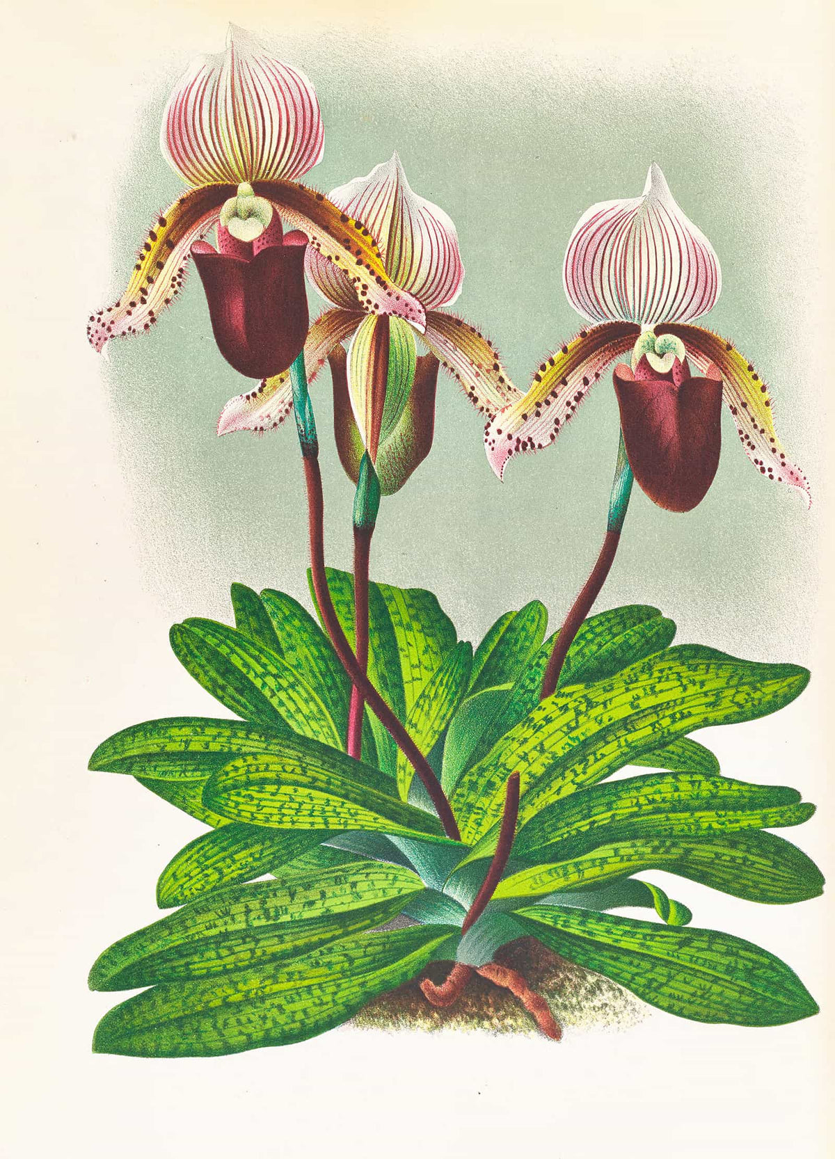 Cypripedium Barbato Veitchianum by Jean Jules Linden