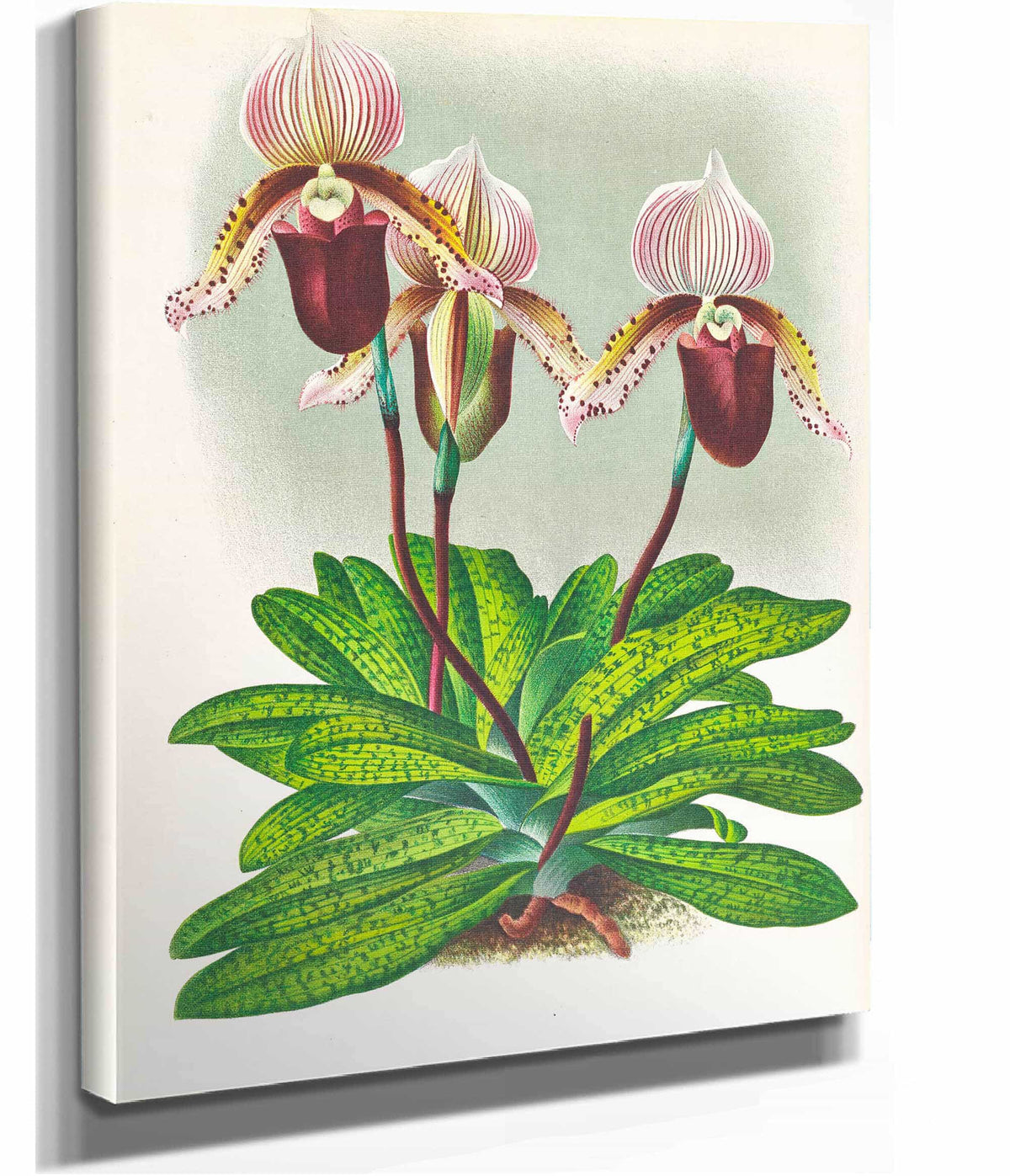 Cypripedium Barbato Veitchianum by Jean Jules Linden