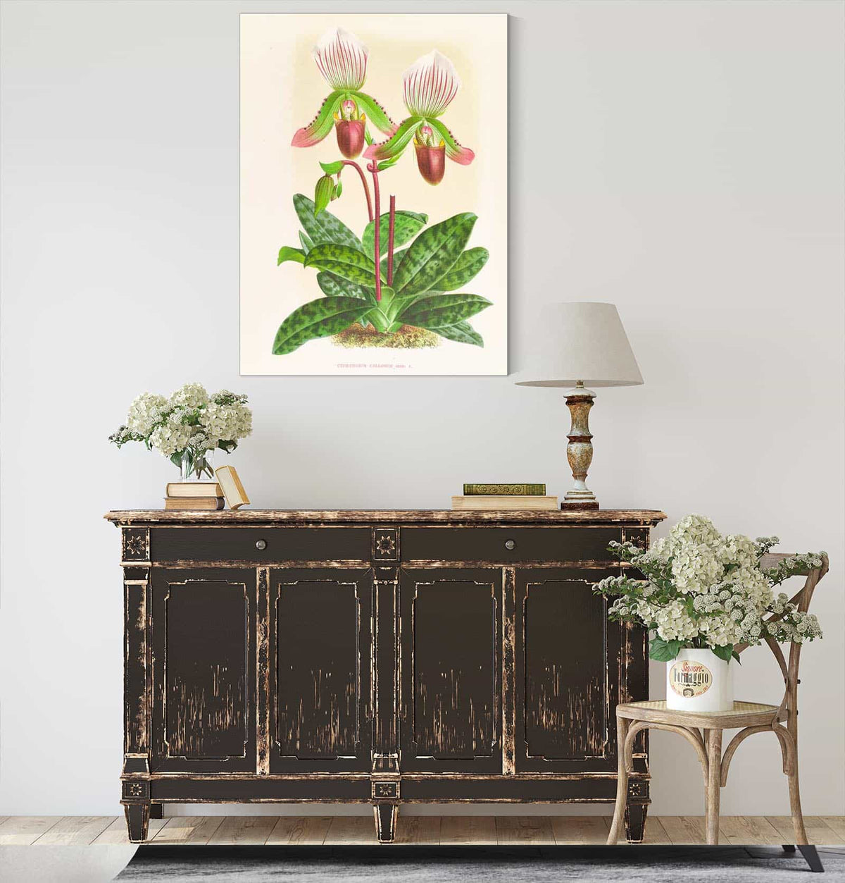 Cypripedium Callosum by Jean Jules Linden