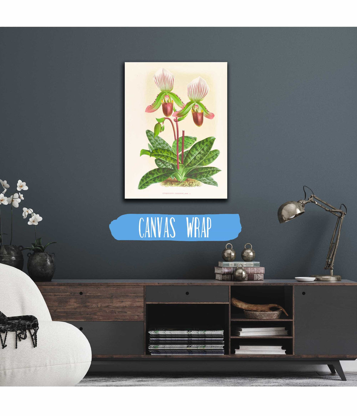 Cypripedium Callosum by Jean Jules Linden