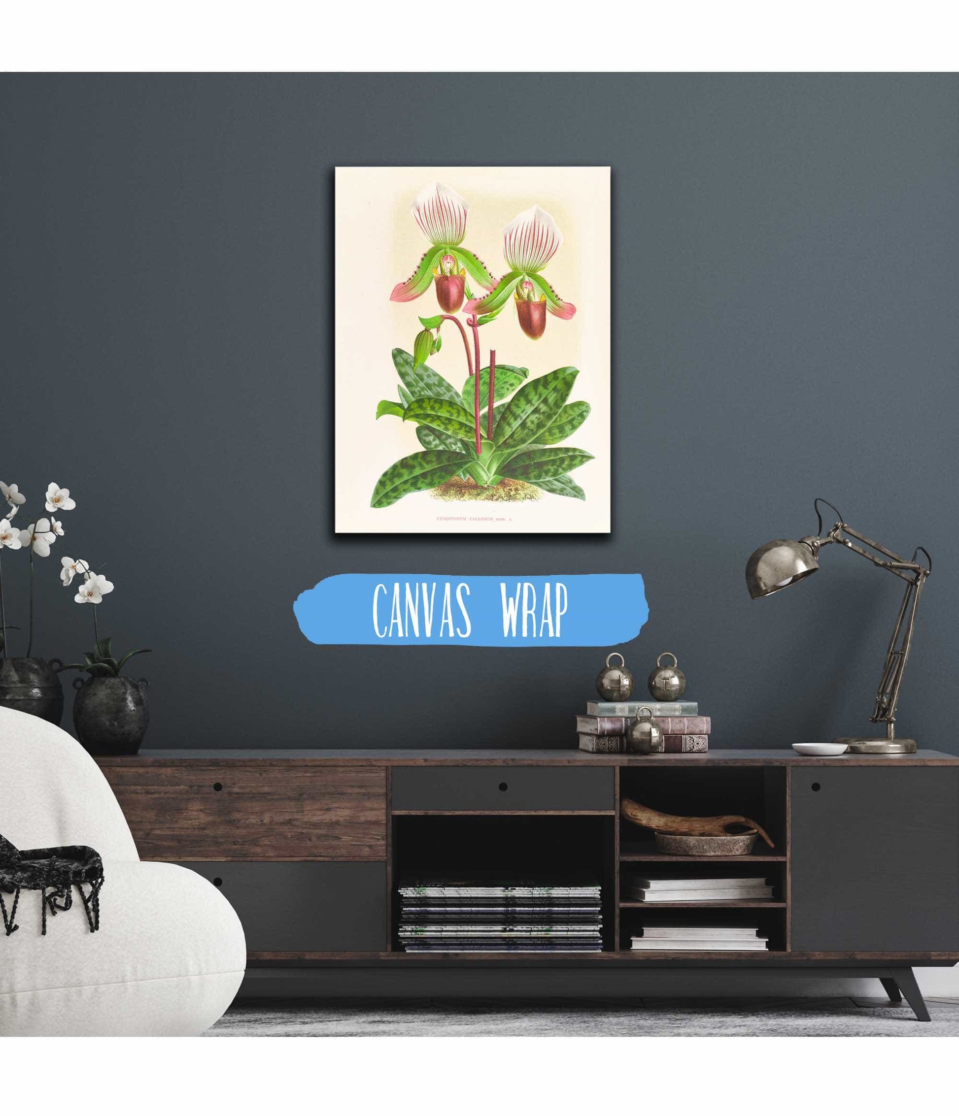 Cypripedium Callosum by Jean Jules Linden