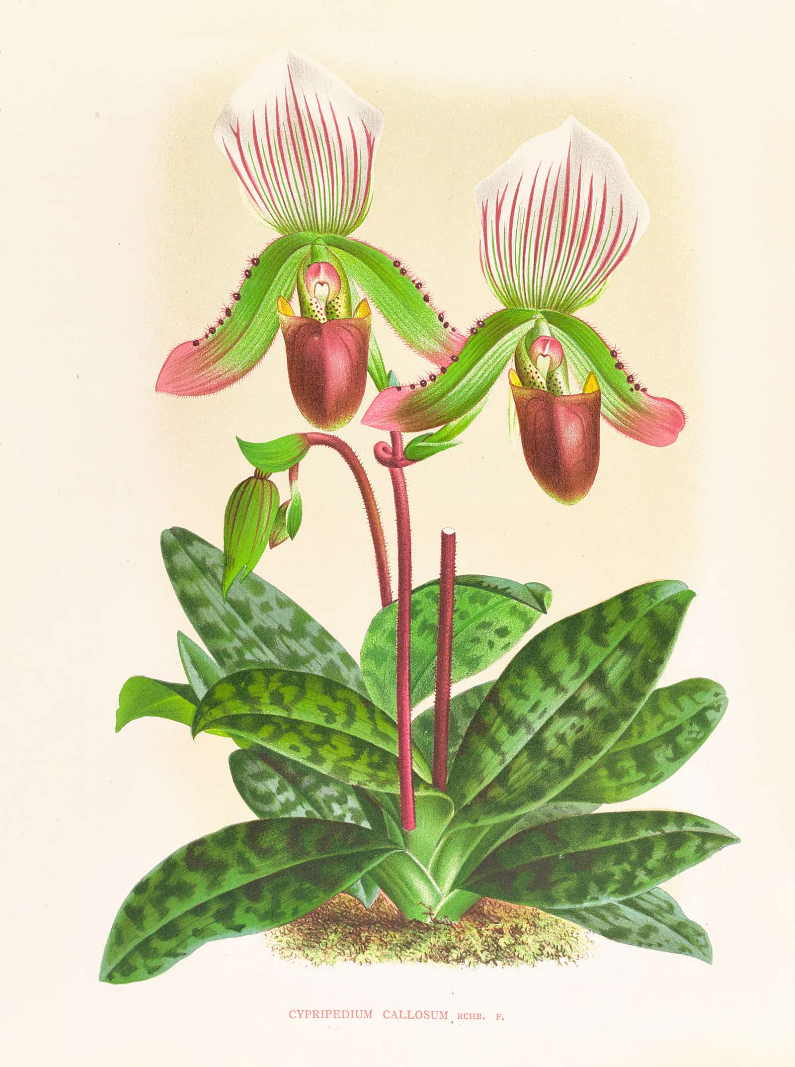 Cypripedium Callosum by Jean Jules Linden