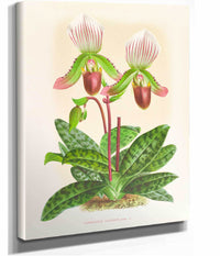 Cypripedium Callosum by Jean Jules Linden