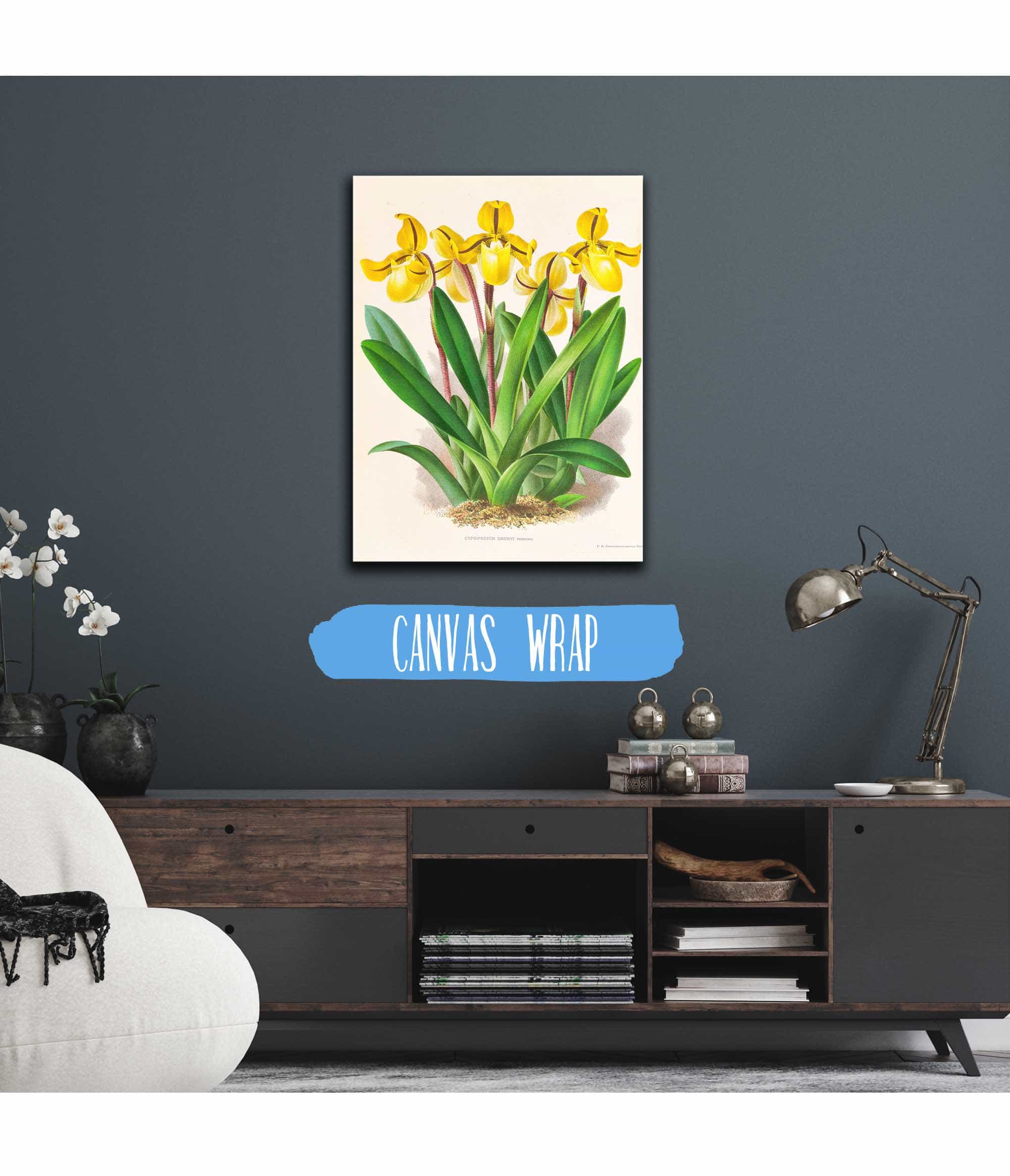 Cypripedium Druryi by Jean Jules Linden