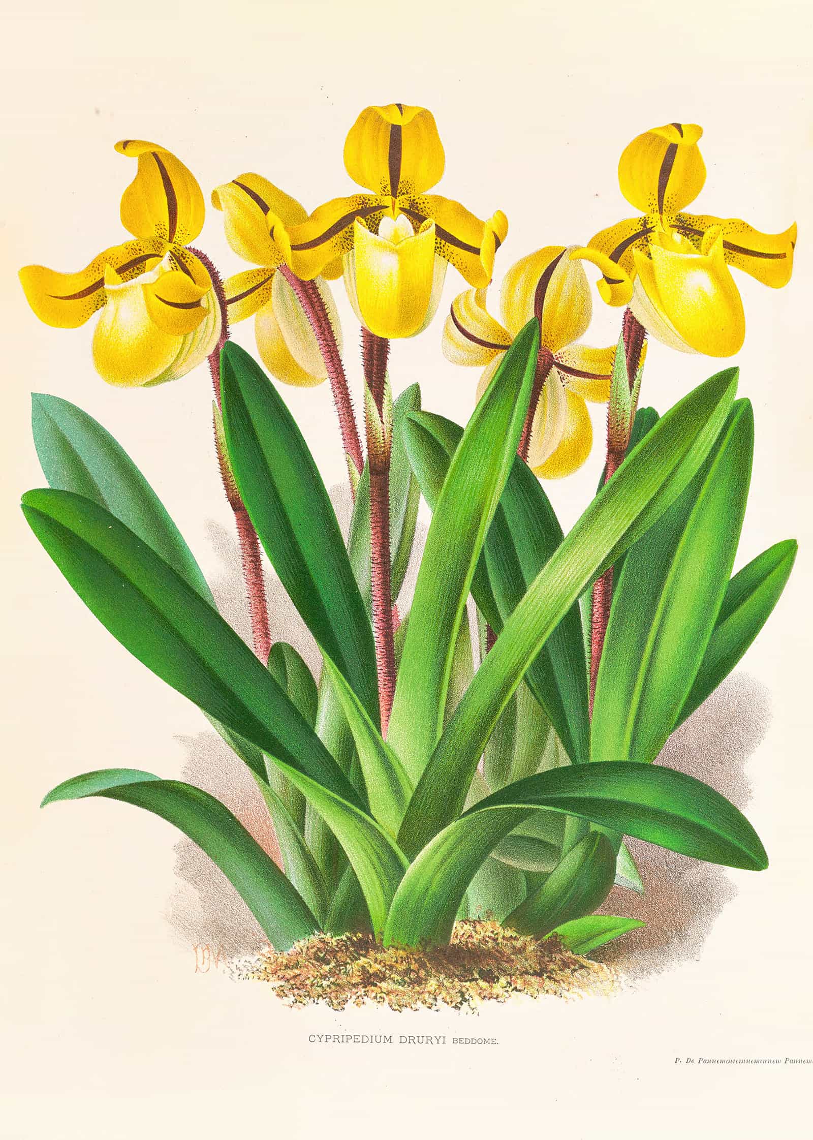 Cypripedium Druryi by Jean Jules Linden