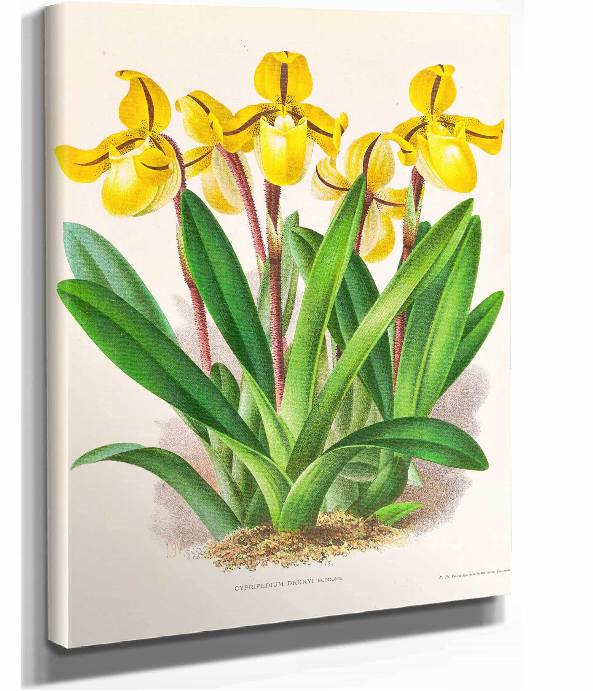 Cypripedium Druryi by Jean Jules Linden