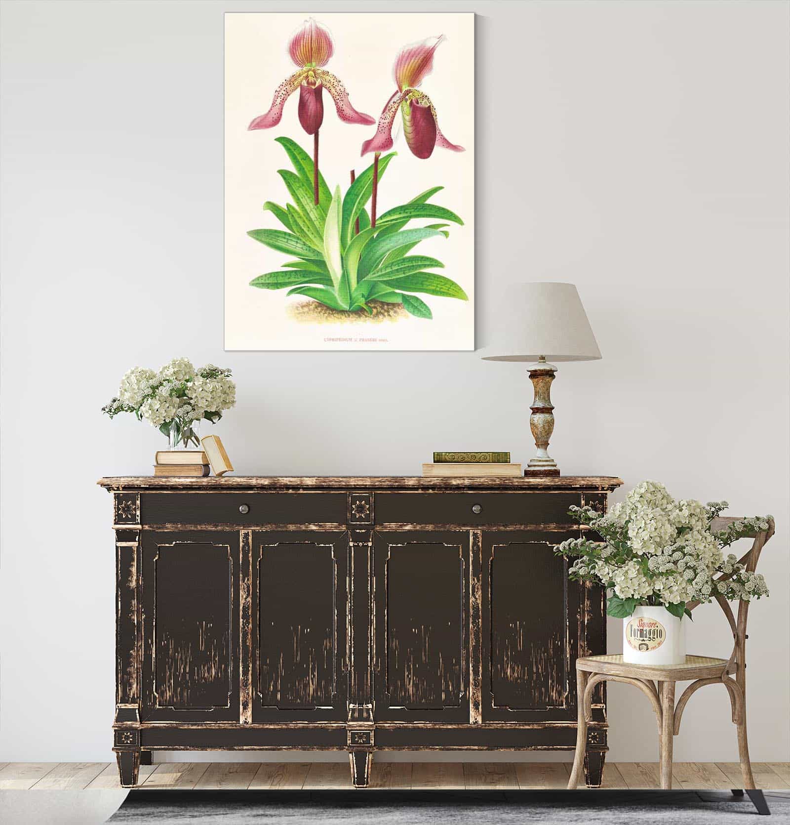 Cypripedium Fraseri by Jean Jules Linden