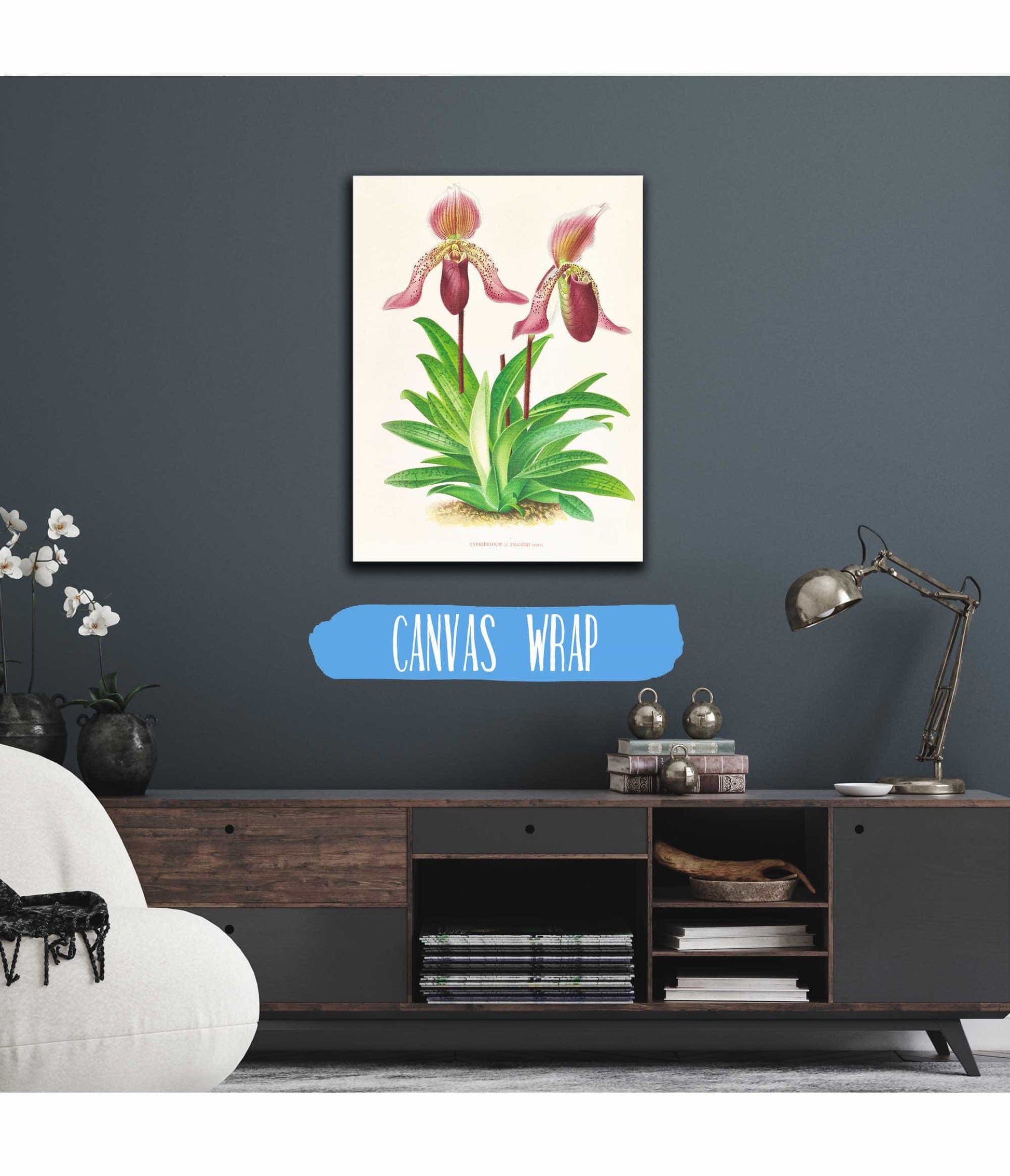 Cypripedium Fraseri by Jean Jules Linden