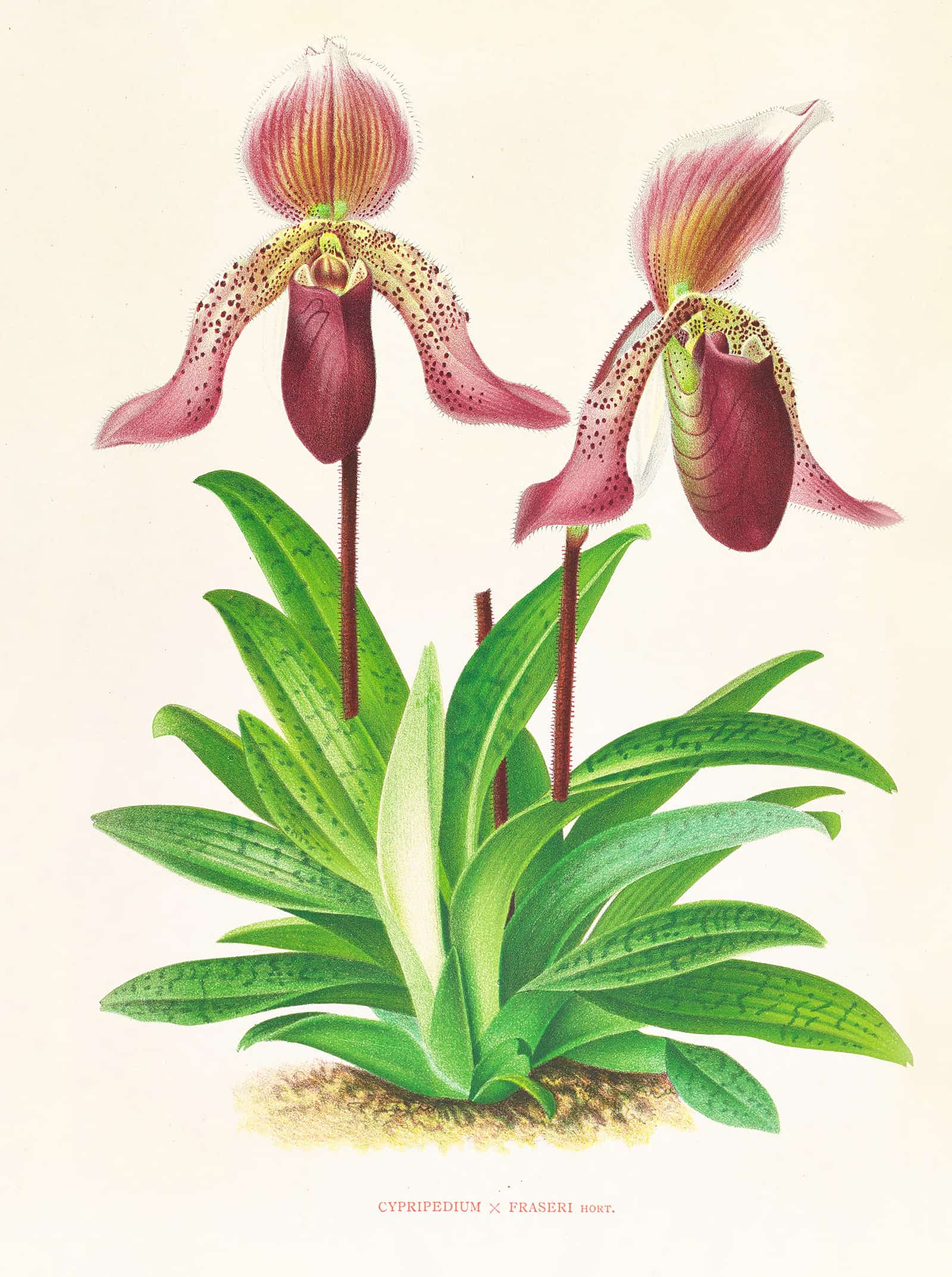 Cypripedium Fraseri by Jean Jules Linden