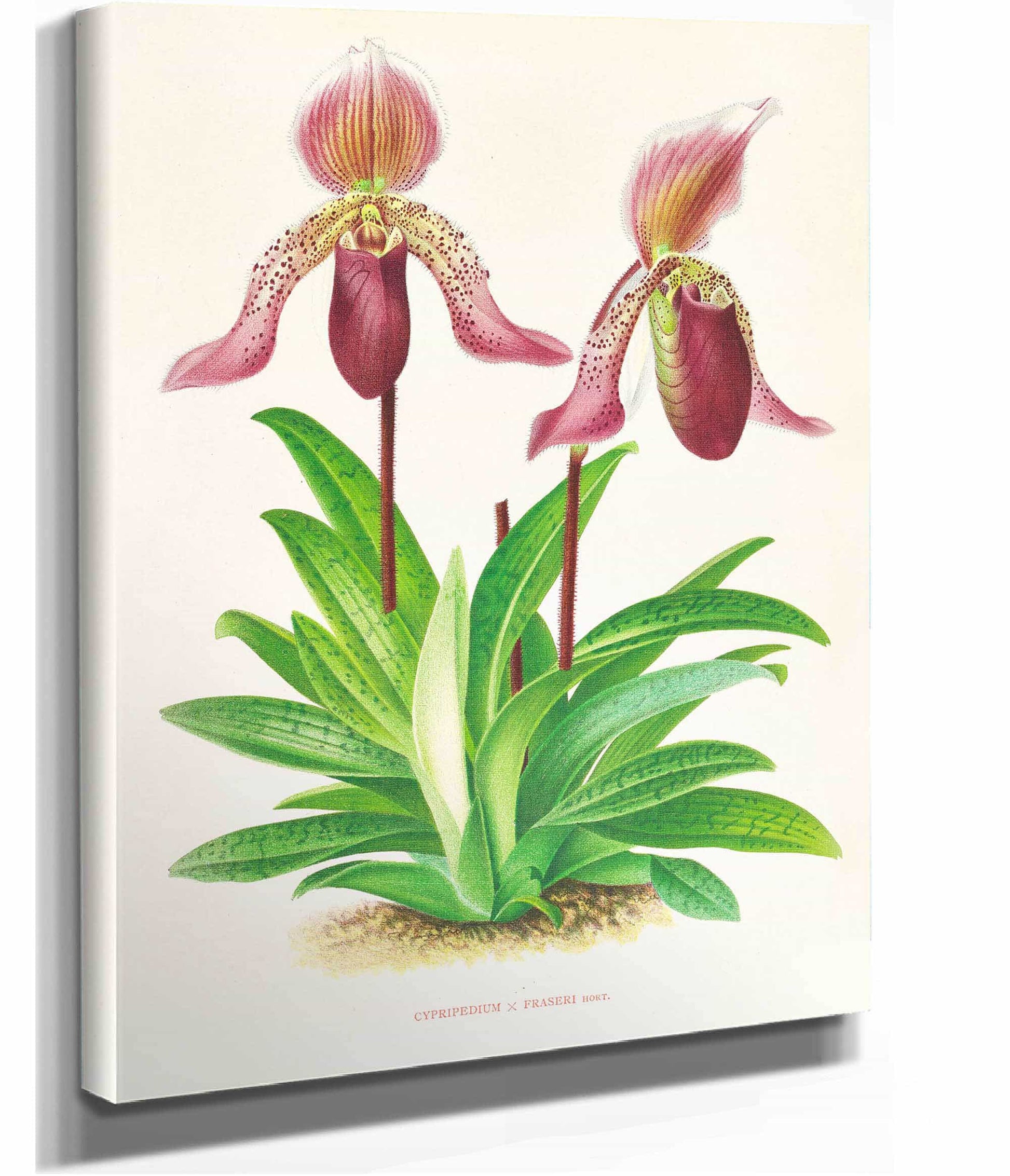 Cypripedium Fraseri by Jean Jules Linden