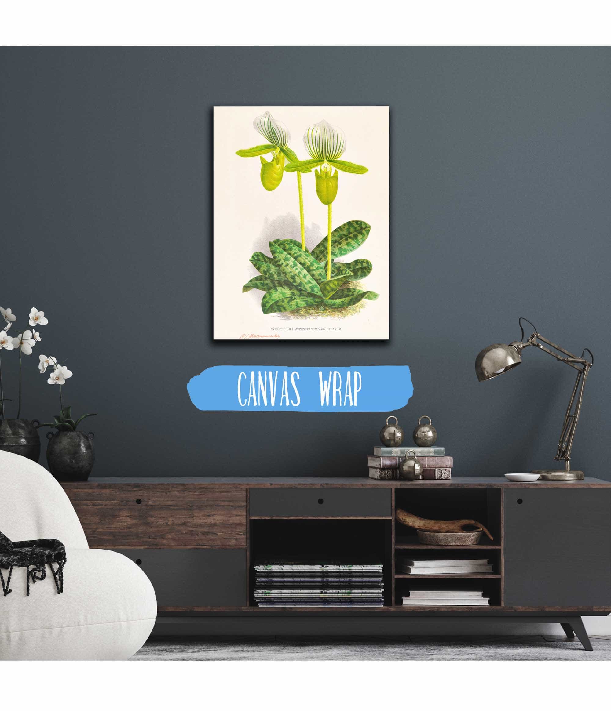 Cypripedium Lawrenceanum Var Hyeanum by Jean Jules Linden