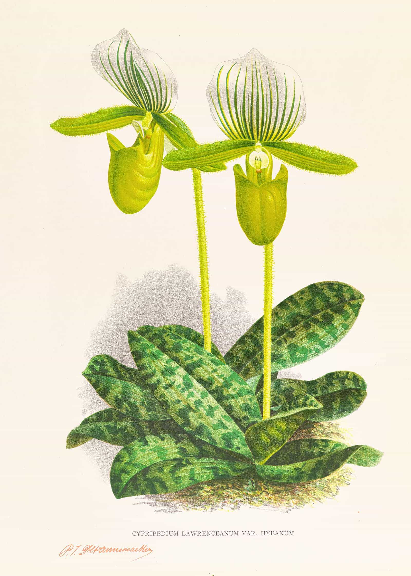 Cypripedium Lawrenceanum Var Hyeanum by Jean Jules Linden