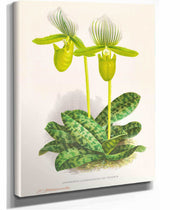 Cypripedium Lawrenceanum Var Hyeanum by Jean Jules Linden