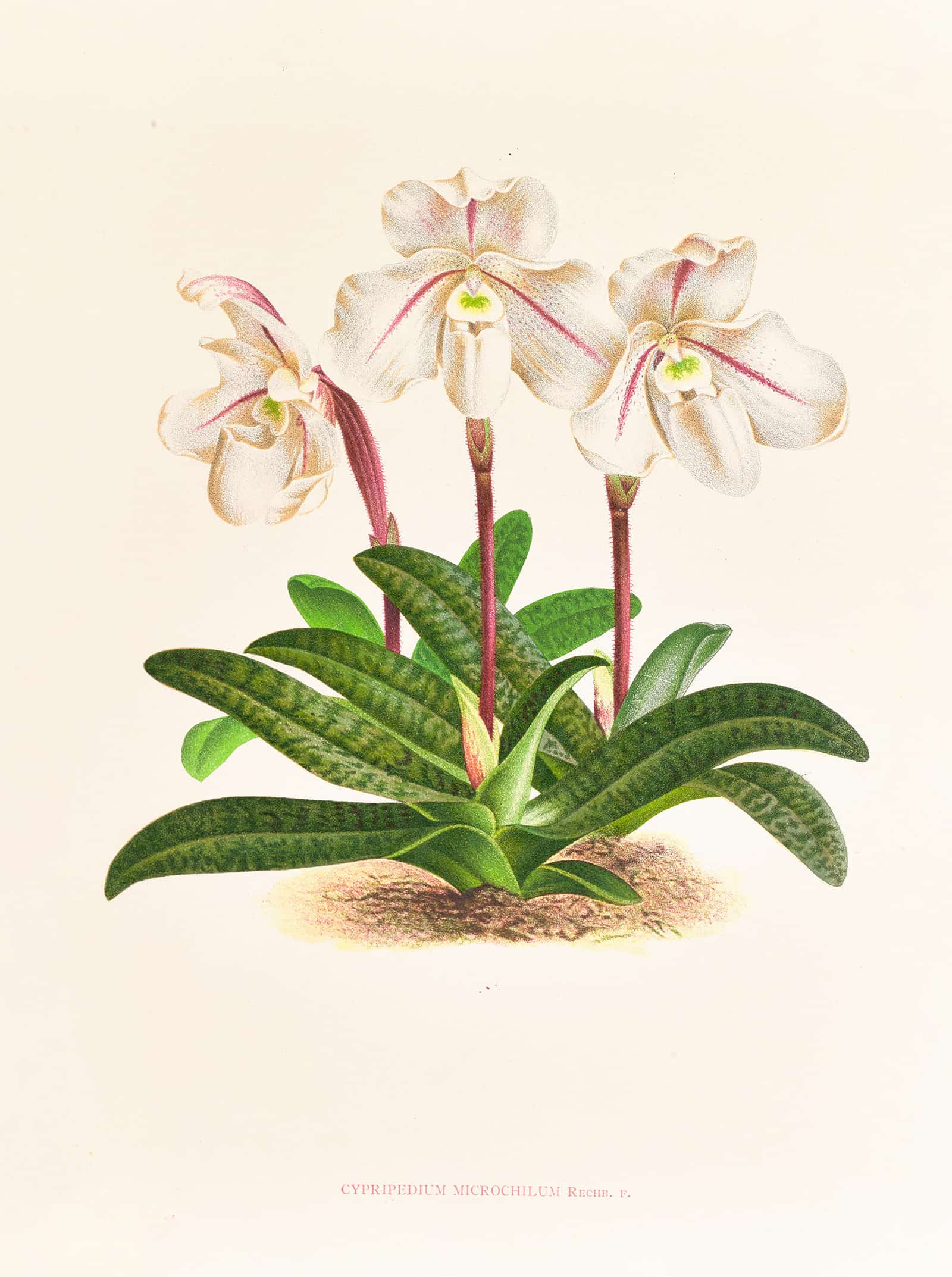 Cypripedium Microchilum by Jean Jules Linden
