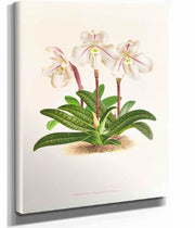 Cypripedium Microchilum by Jean Jules Linden