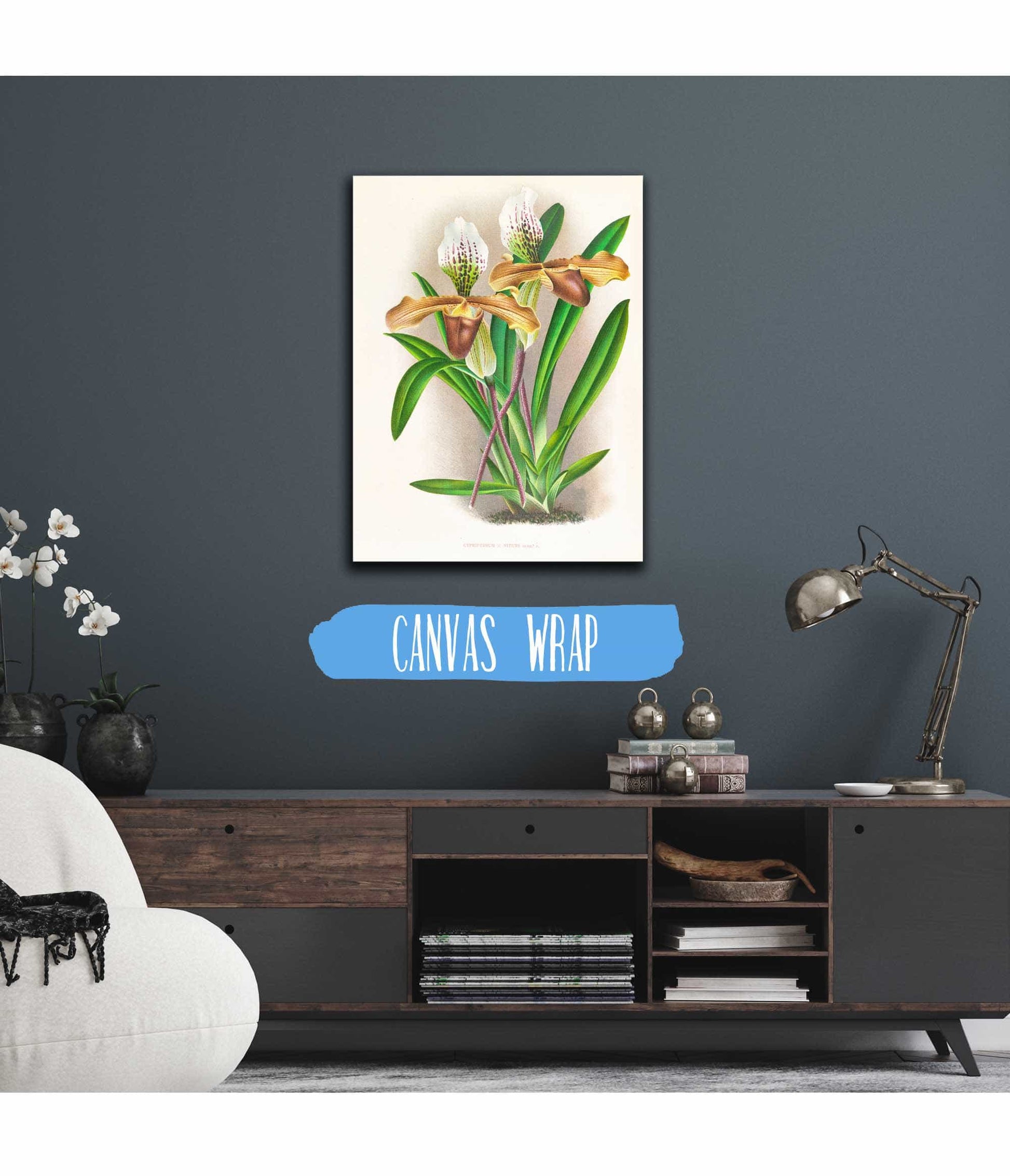 Cypripedium Nitens by Jean Jules Linden
