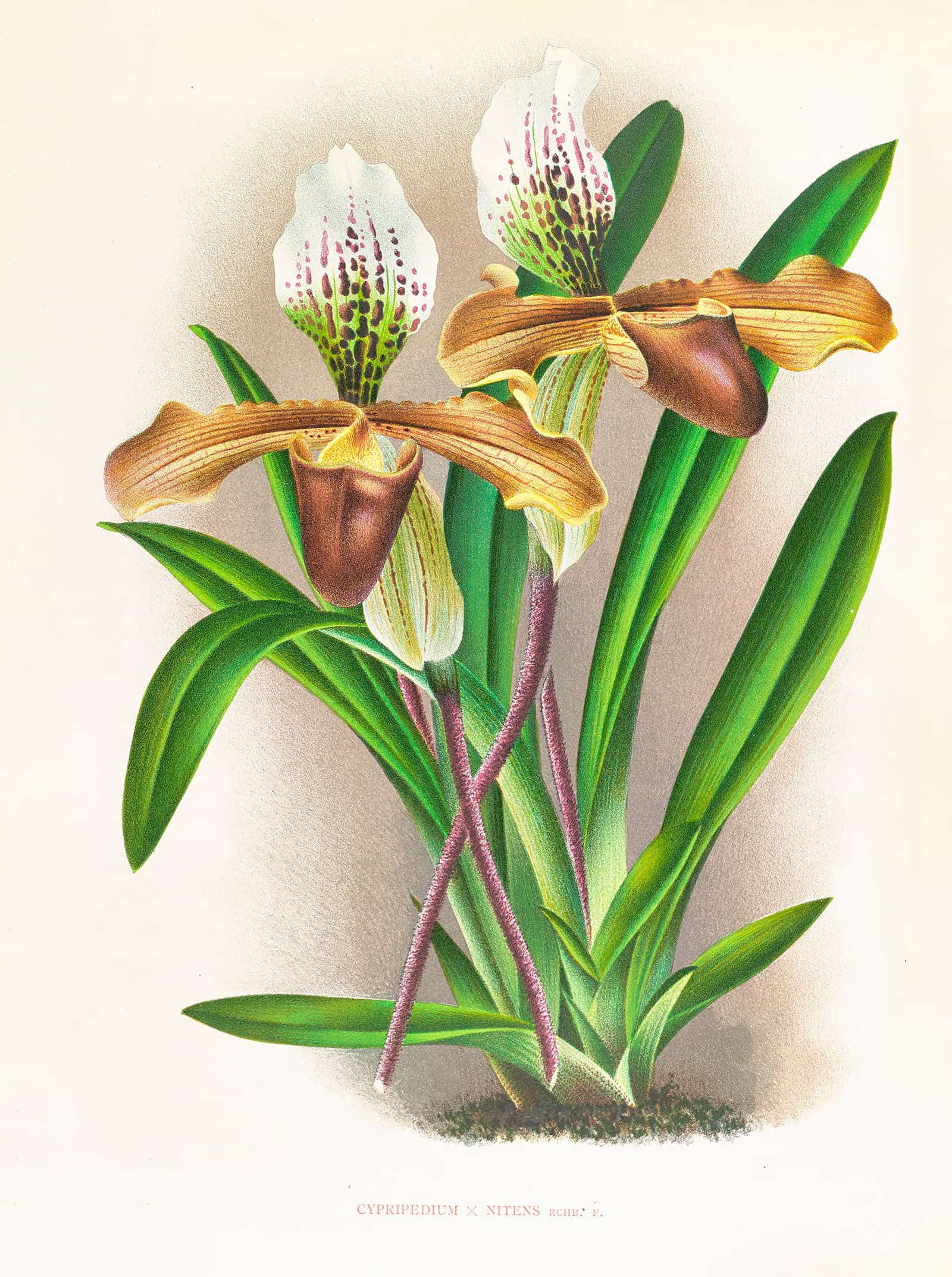 Cypripedium Nitens by Jean Jules Linden