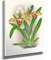 Cypripedium Nitens by Jean Jules Linden