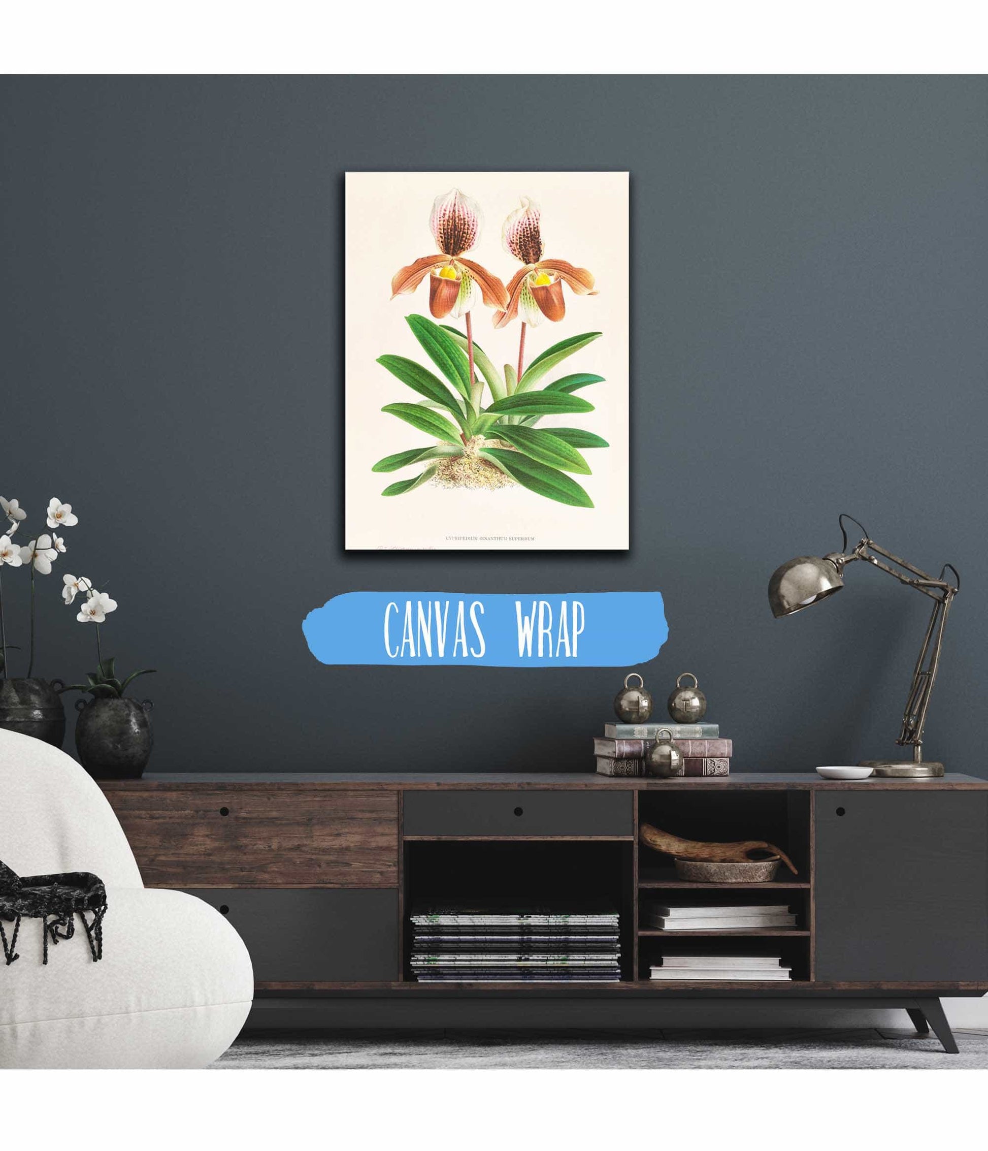Cypripedium Oenanthum Superbum by Jean Jules Linden