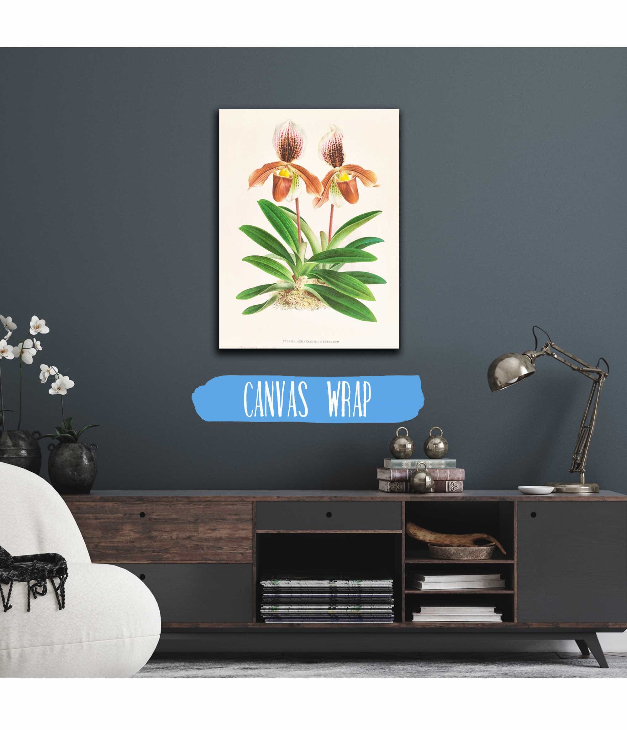 Cypripedium Oenanthum Superbum by Jean Jules Linden