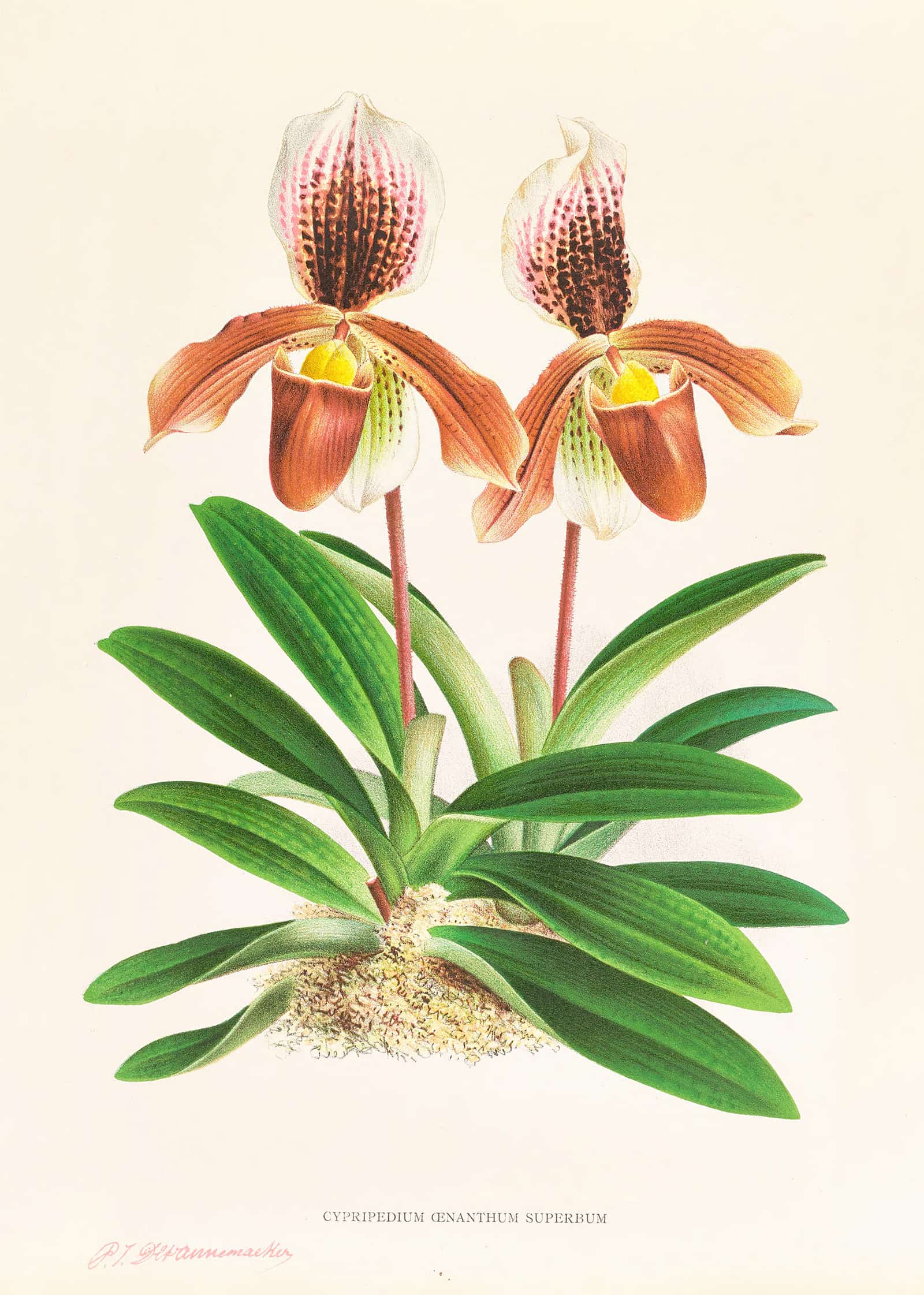 Cypripedium Oenanthum Superbum by Jean Jules Linden