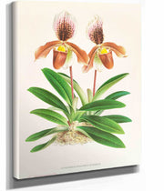 Cypripedium Oenanthum Superbum by Jean Jules Linden