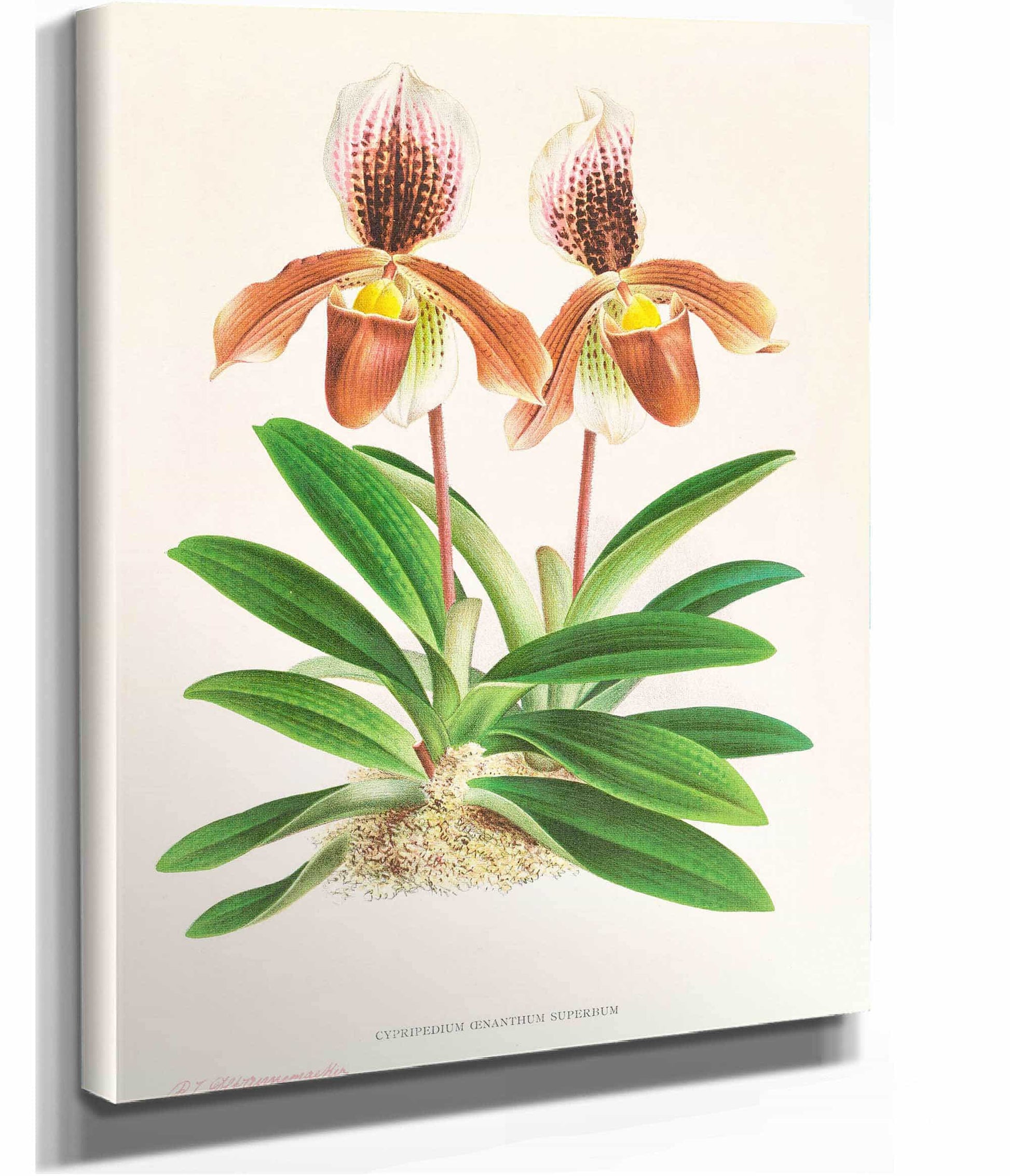 Cypripedium Oenanthum Superbum by Jean Jules Linden
