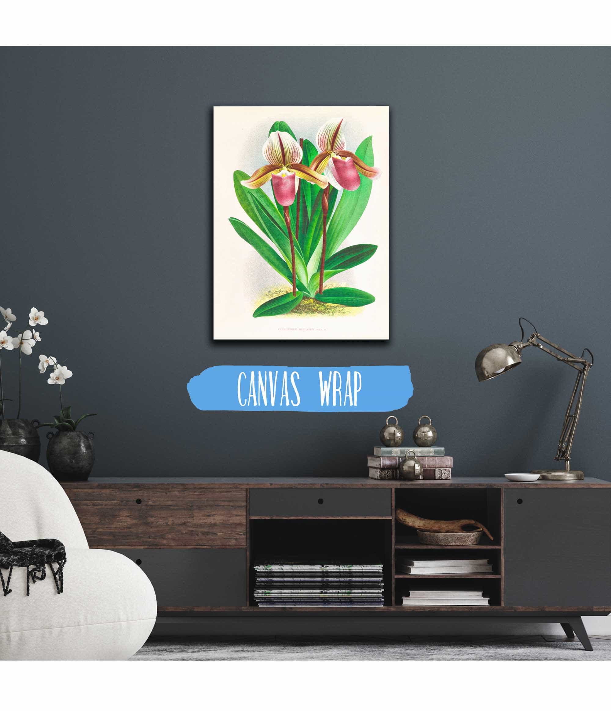 Cypripedium Orphanum by Jean Jules Linden
