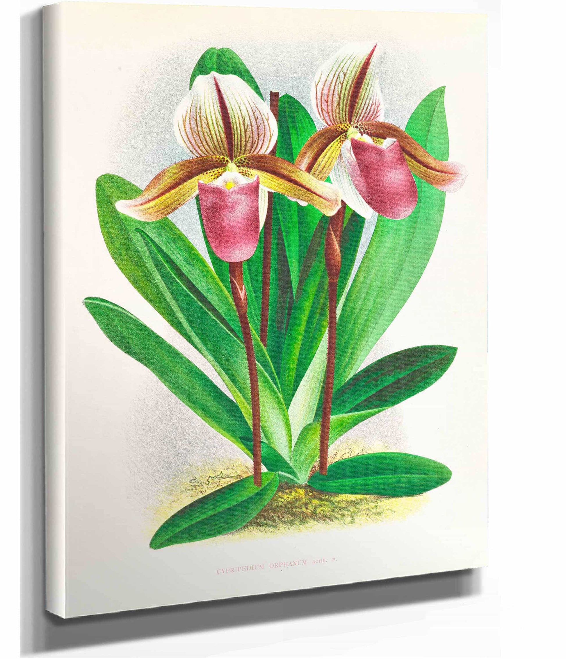 Cypripedium Orphanum by Jean Jules Linden