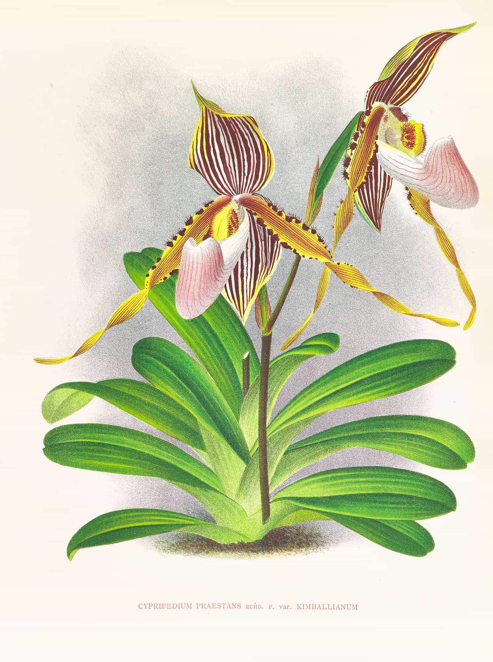 Cypripedium Praestans Var Kimballianum by Jean Jules Linden