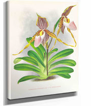 Cypripedium Praestans Var Kimballianum by Jean Jules Linden
