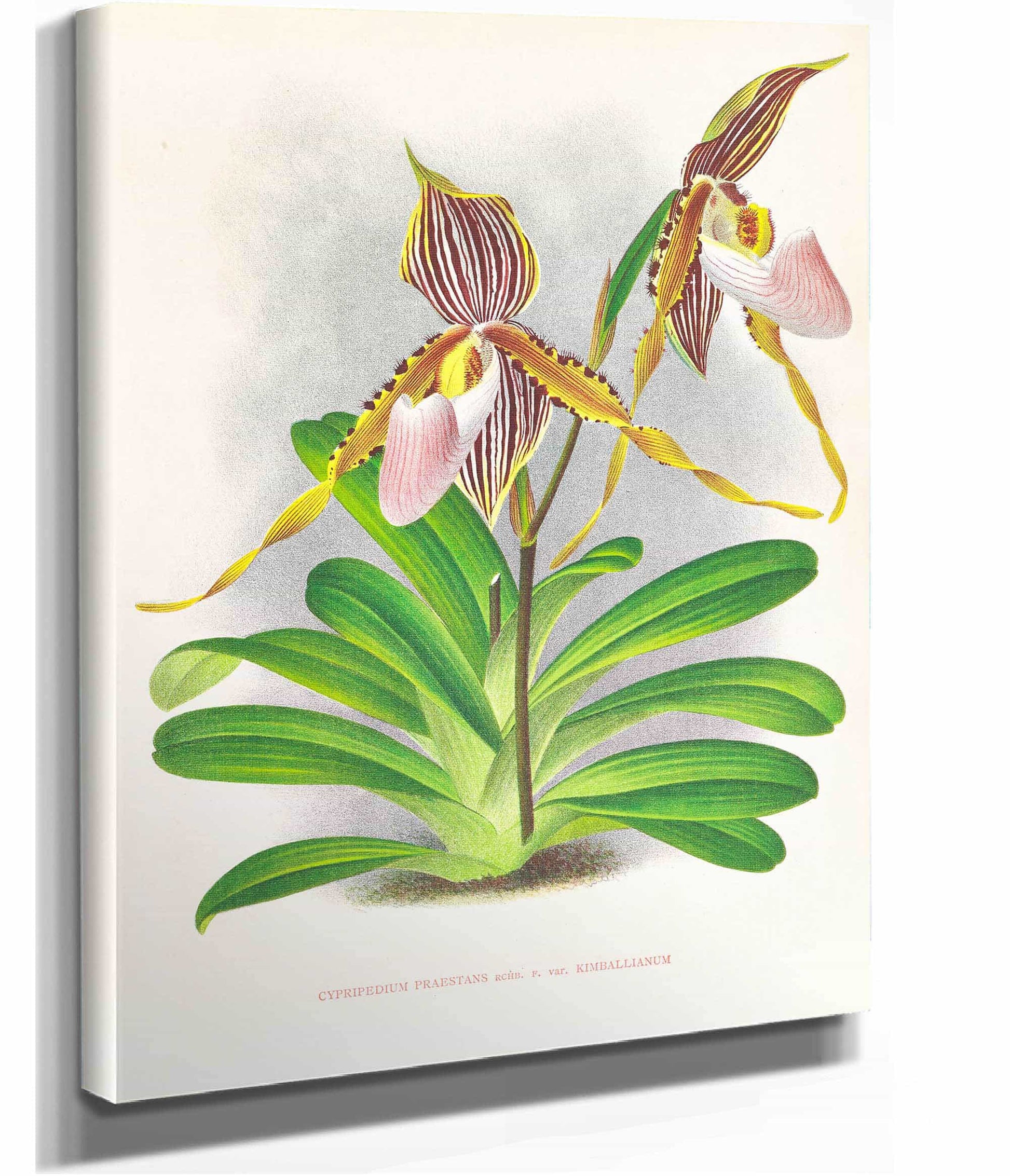 Cypripedium Praestans Var Kimballianum by Jean Jules Linden