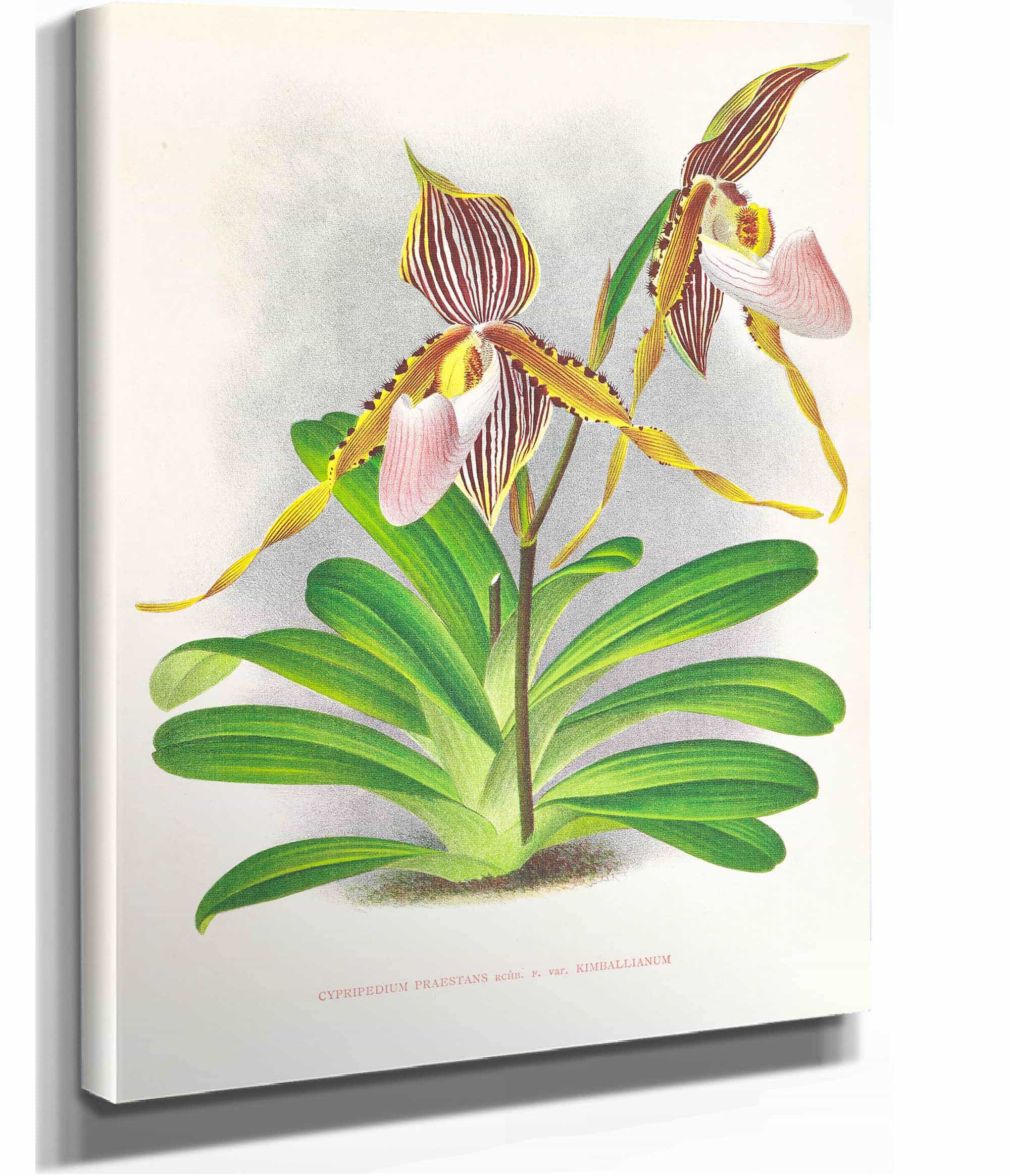 Cypripedium Praestans Var Kimballianum by Jean Jules Linden