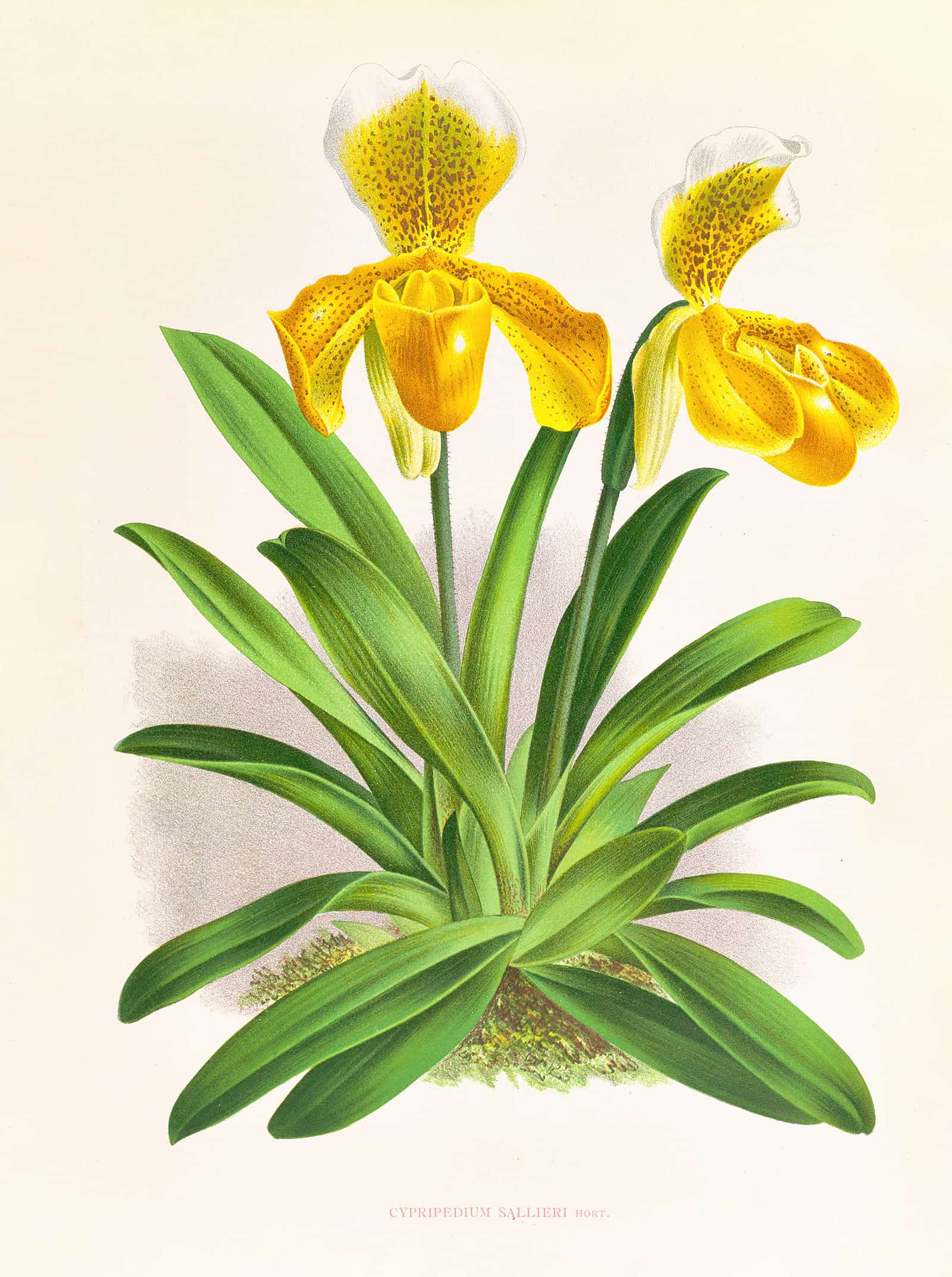 Cypripedium Sallieri by Jean Jules Linden